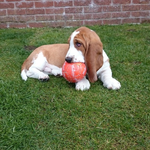 Boris and the Budweiser ball