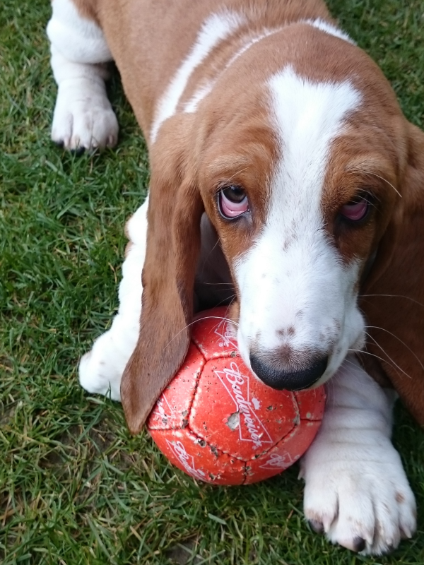Boris and the Budweiser ball