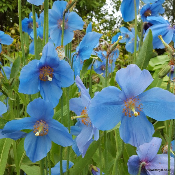 a visit to Rowallane