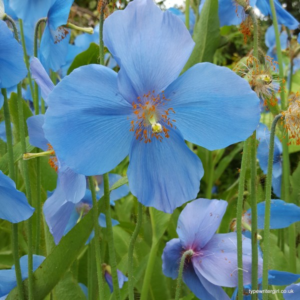 Himalayan blue poppy