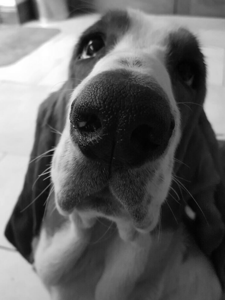 And they call it puppy love