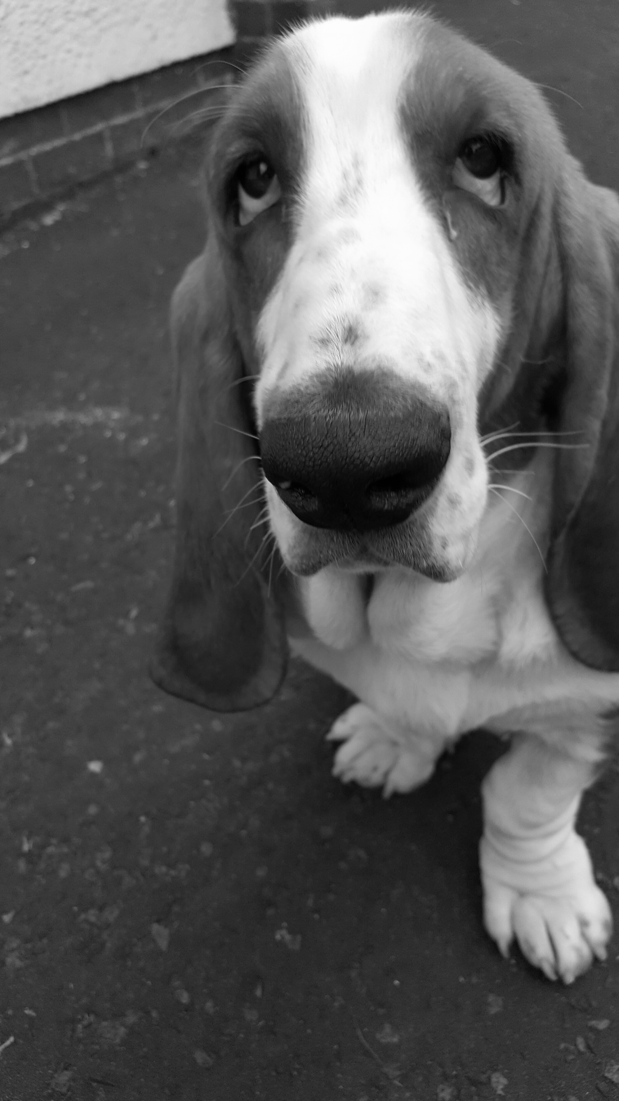 puppy love2