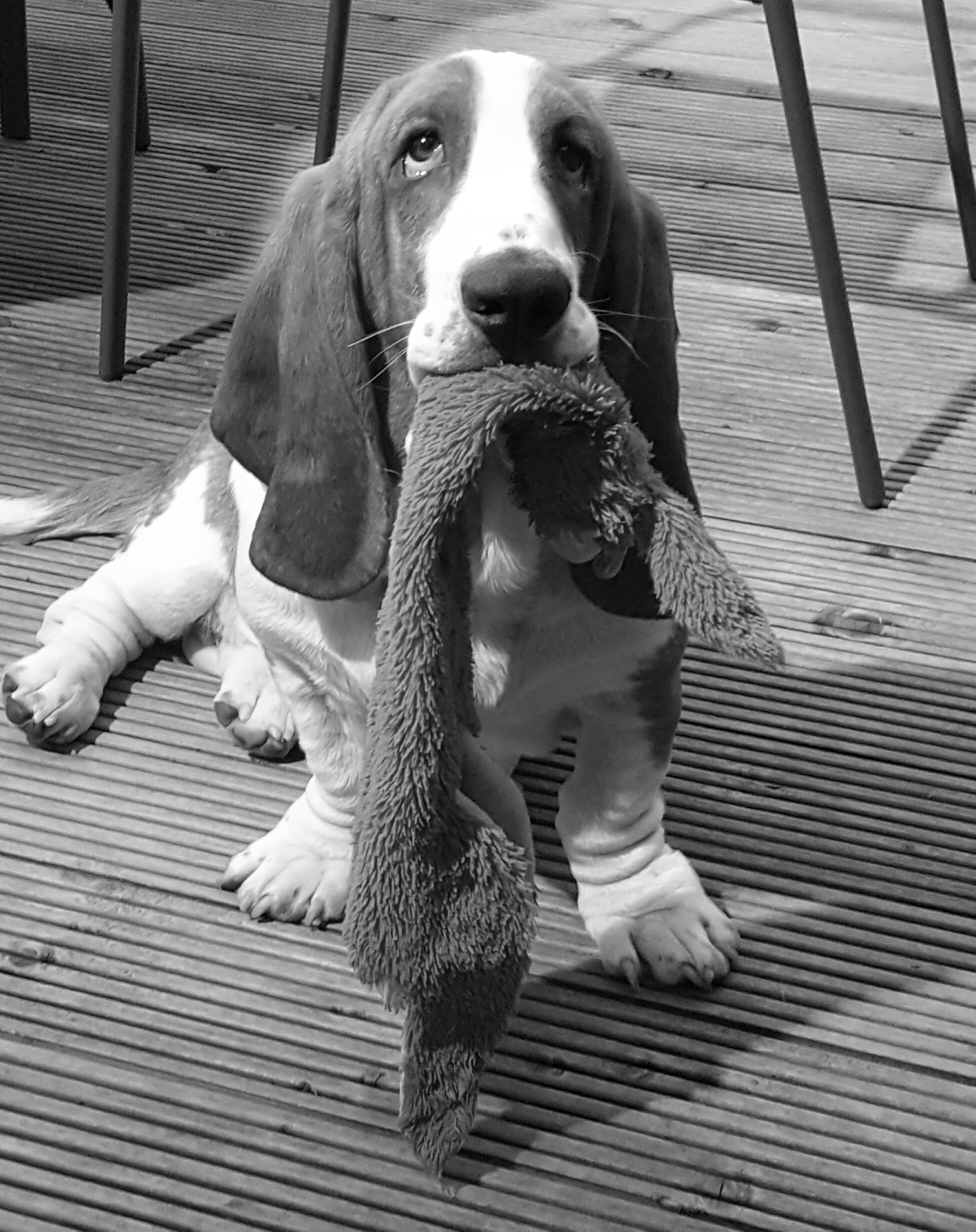 And they call it puppy love