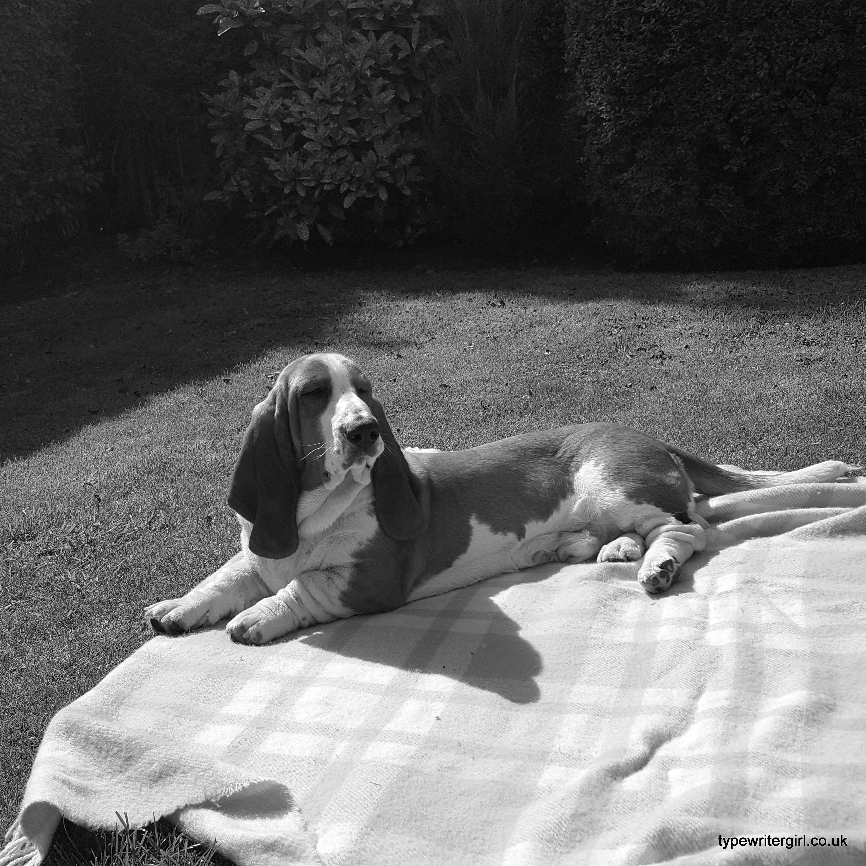 Boris loves a blanket