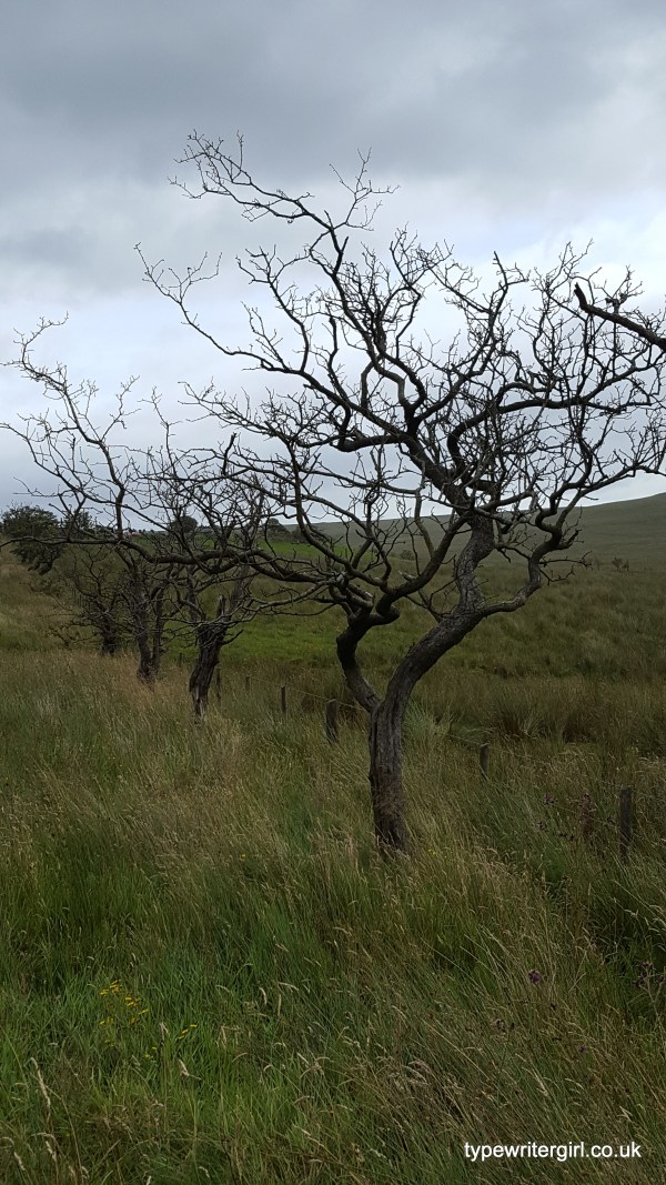 Divis and Black Mountain