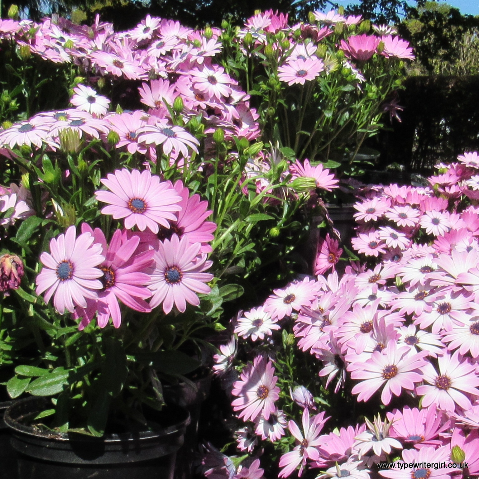 pots of pink flowers