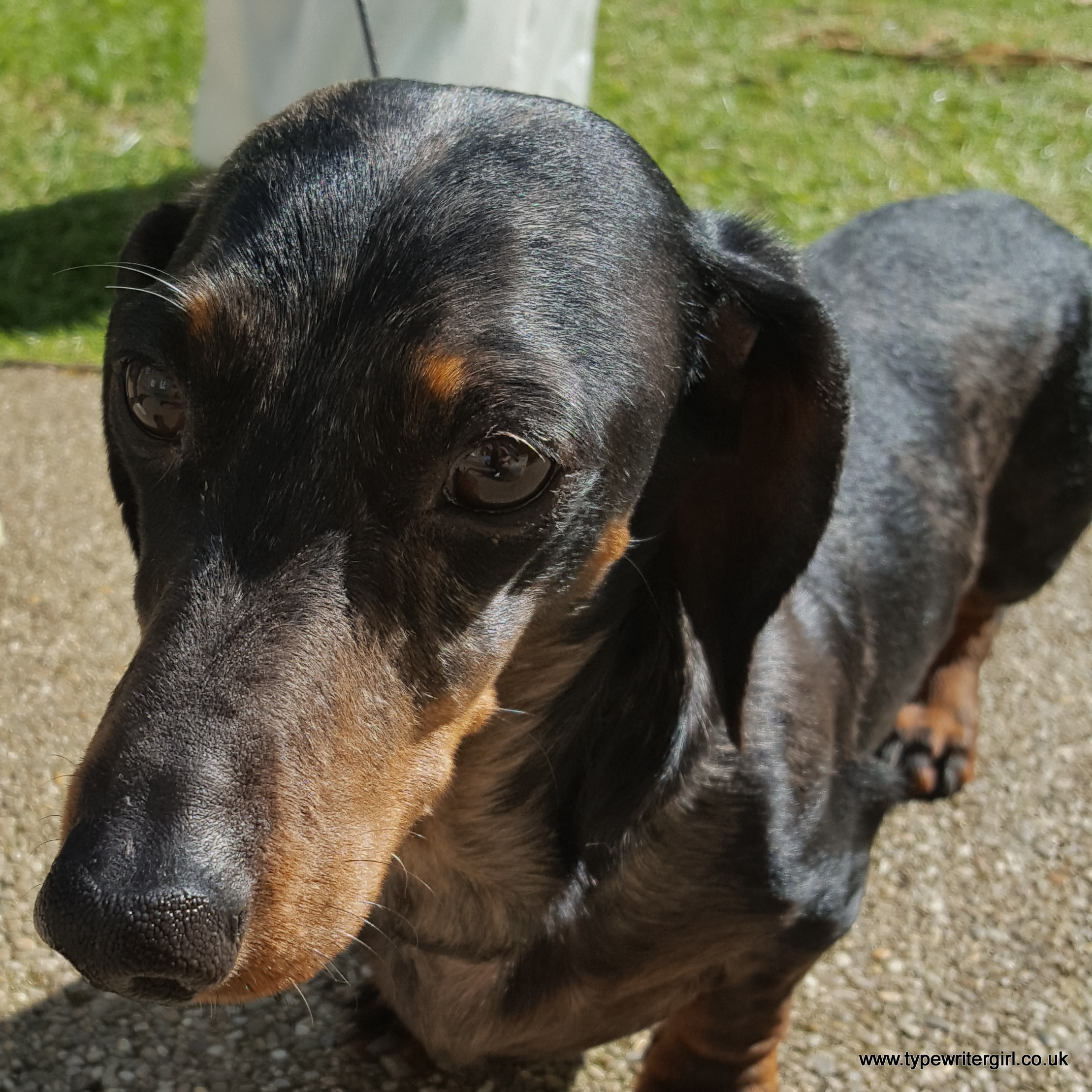 Dave the Dachshund