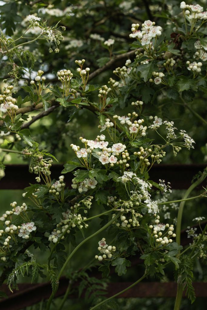 May tree hawthorn in spring covered in white blossom