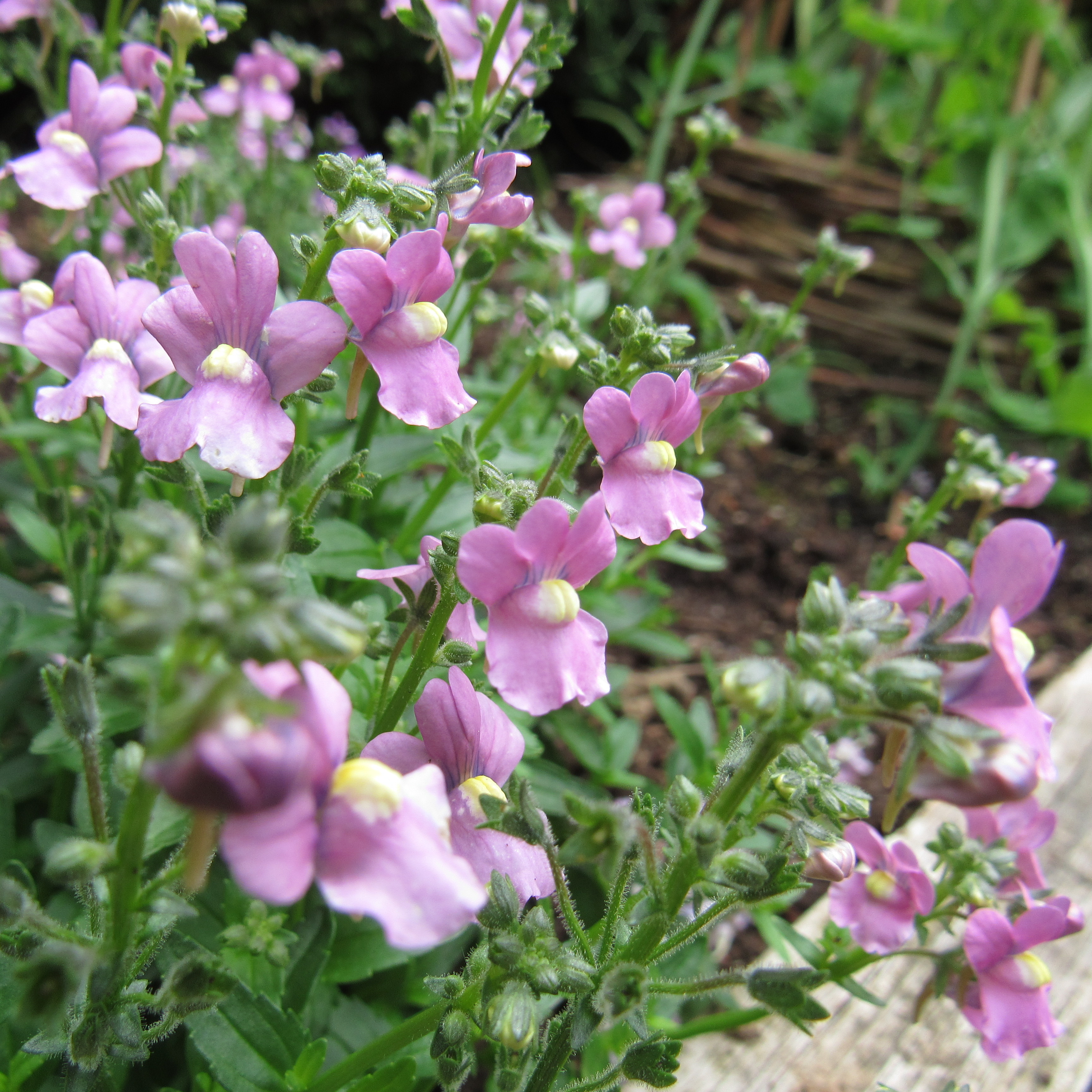 little joys in June