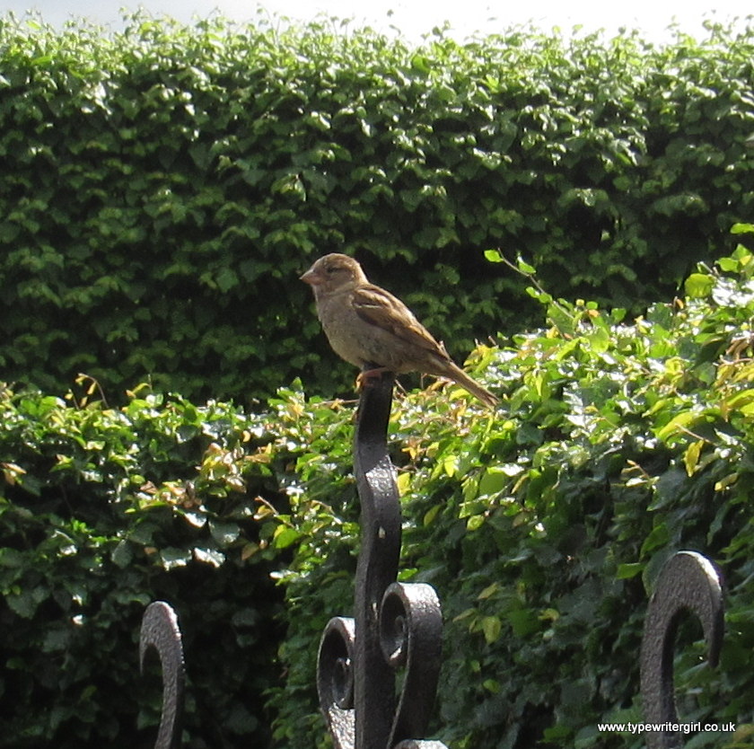 a sparrow sitting on a garden gate