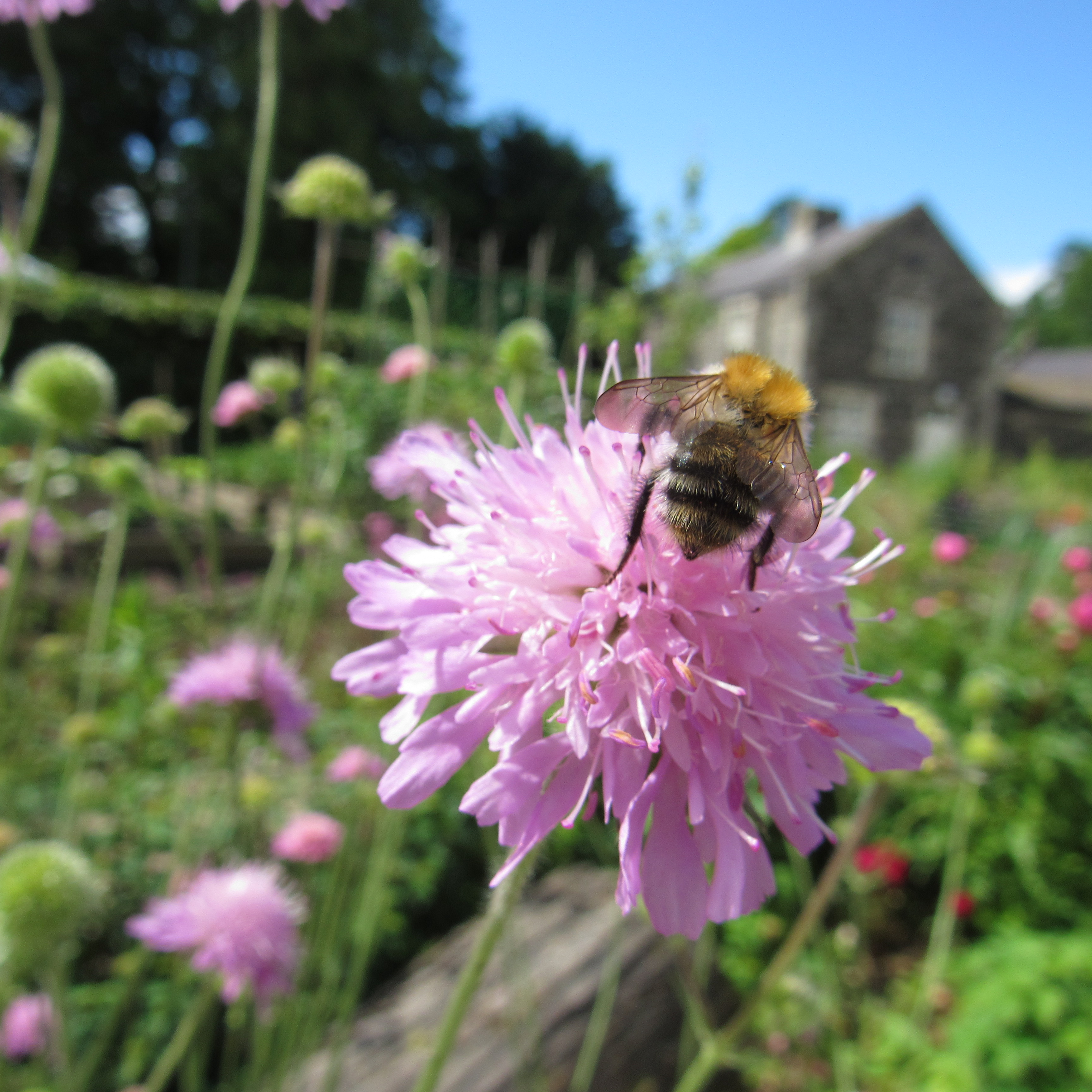 a bee on a scabious flower