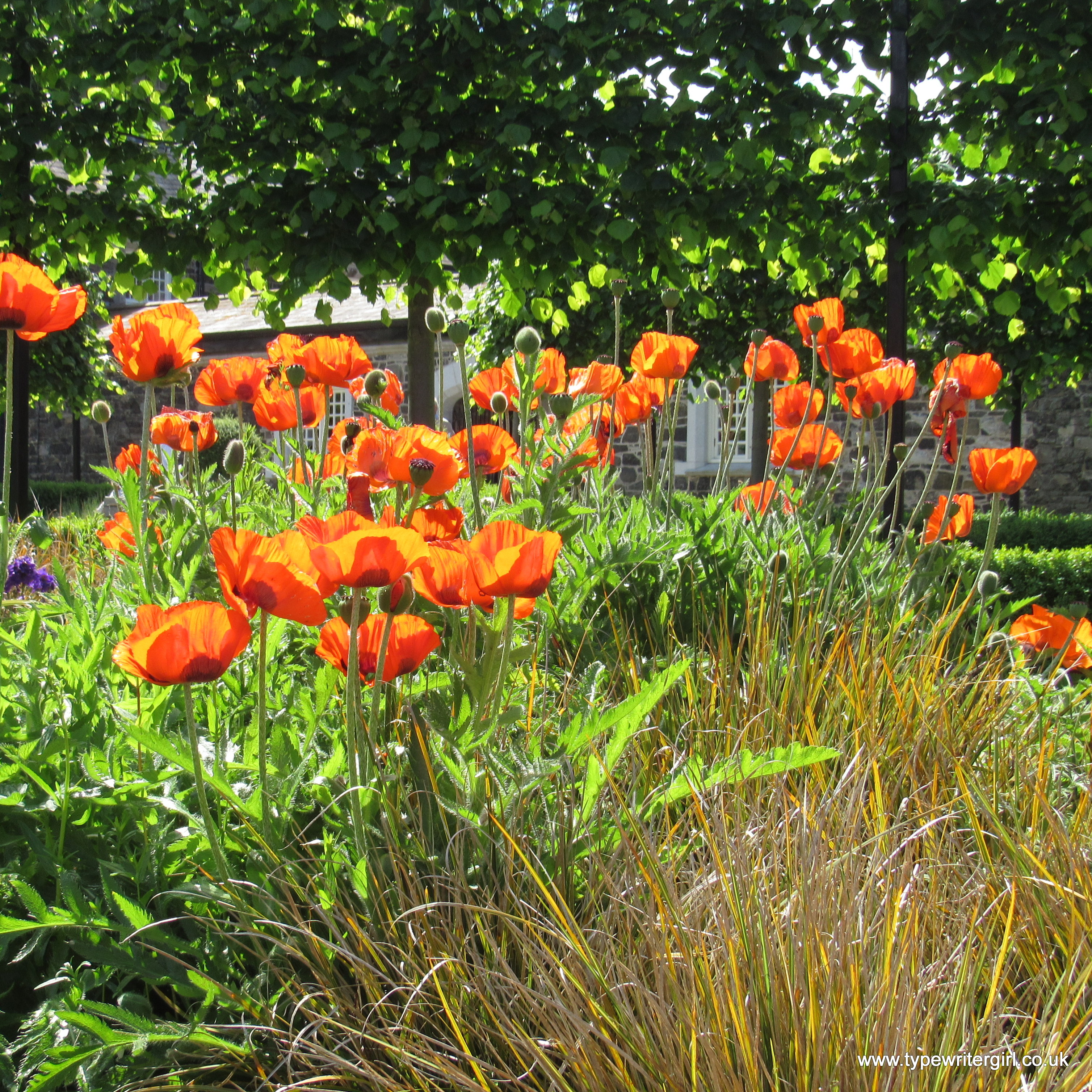 red poppies in the morning sunlight 