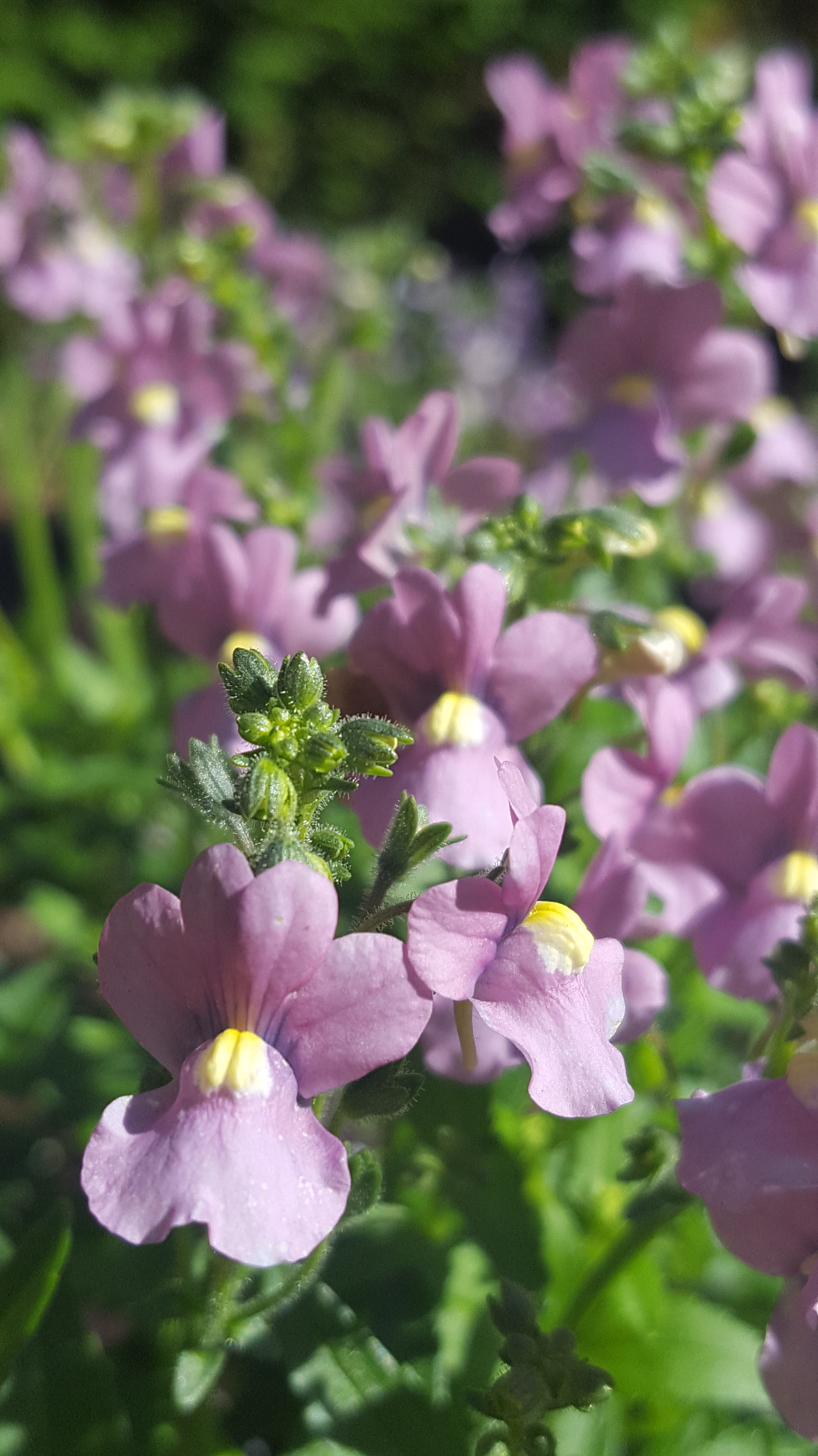 nemesias