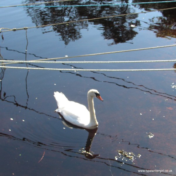 a swan in the water at Cushendun harbour