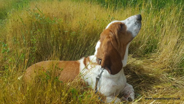Boris posing in a field of gold