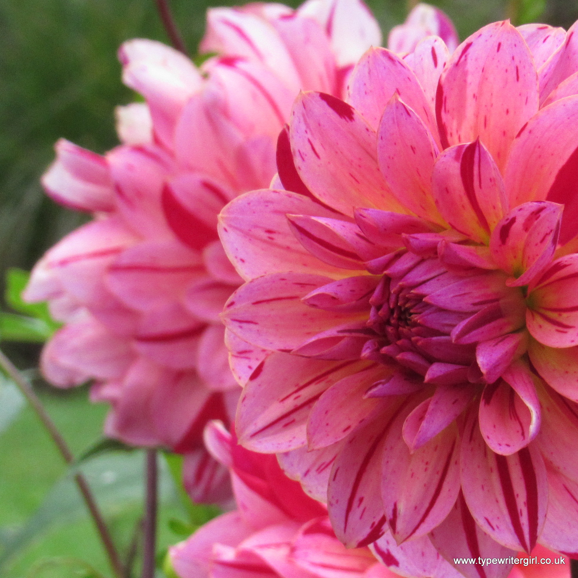 close up of a pink dahlia in bloom