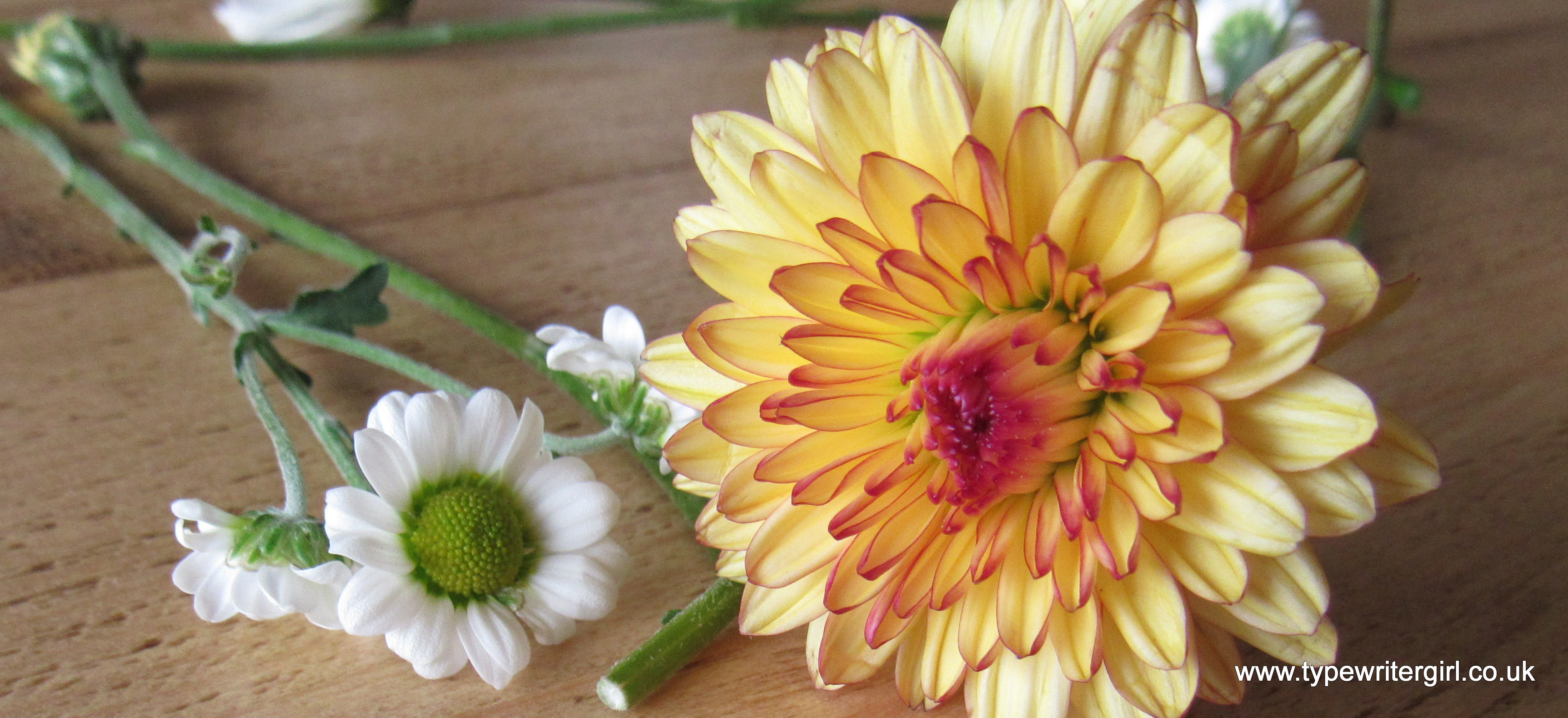 calendula flower