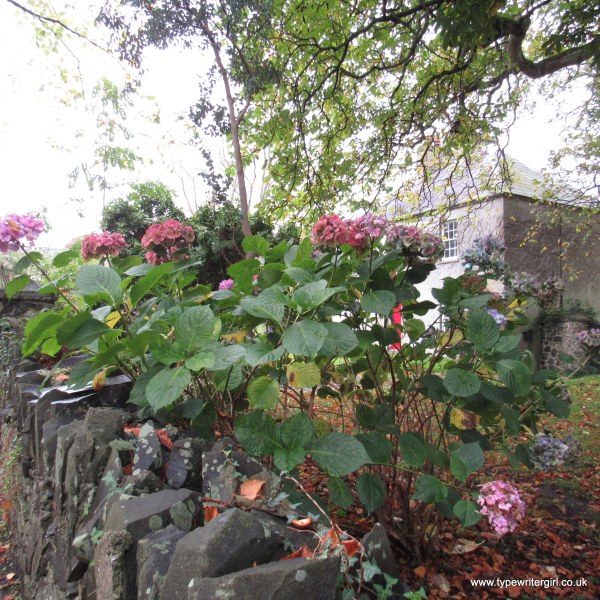autumn in Seaforde village