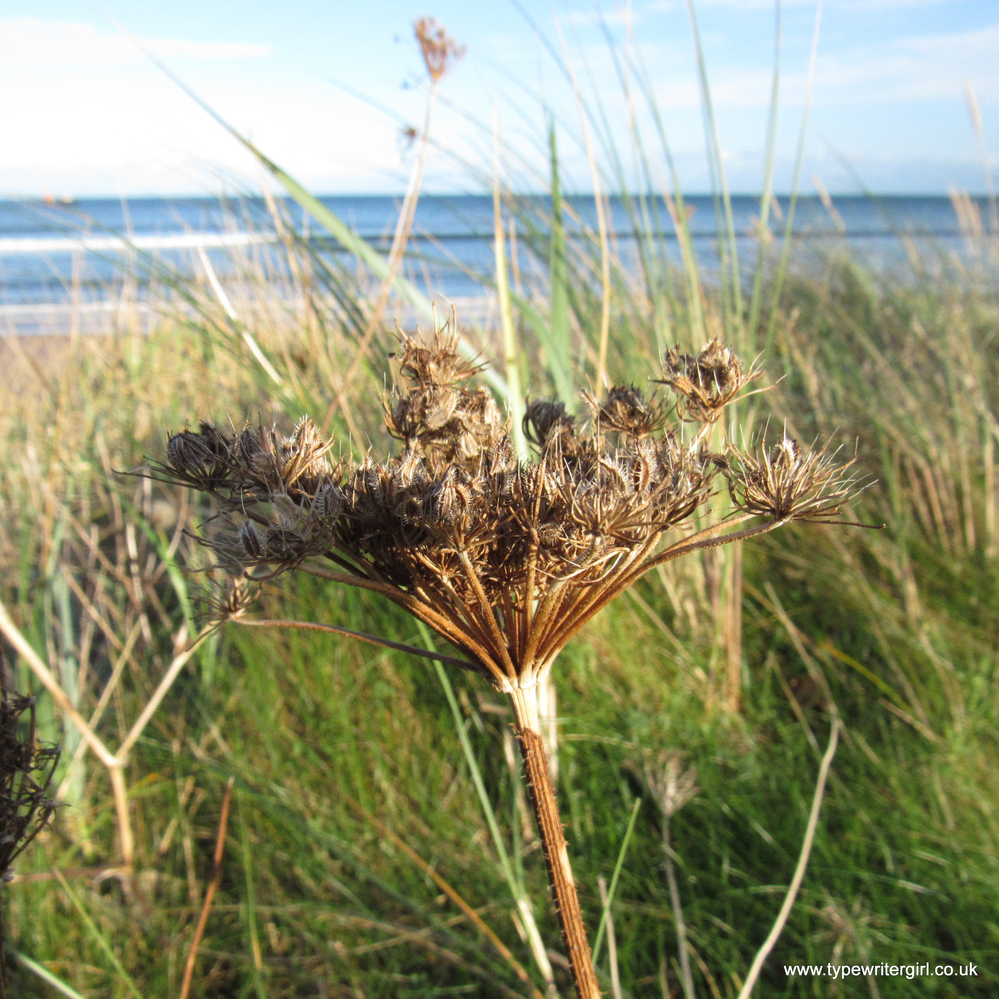 a seedhead amongst the grasses
