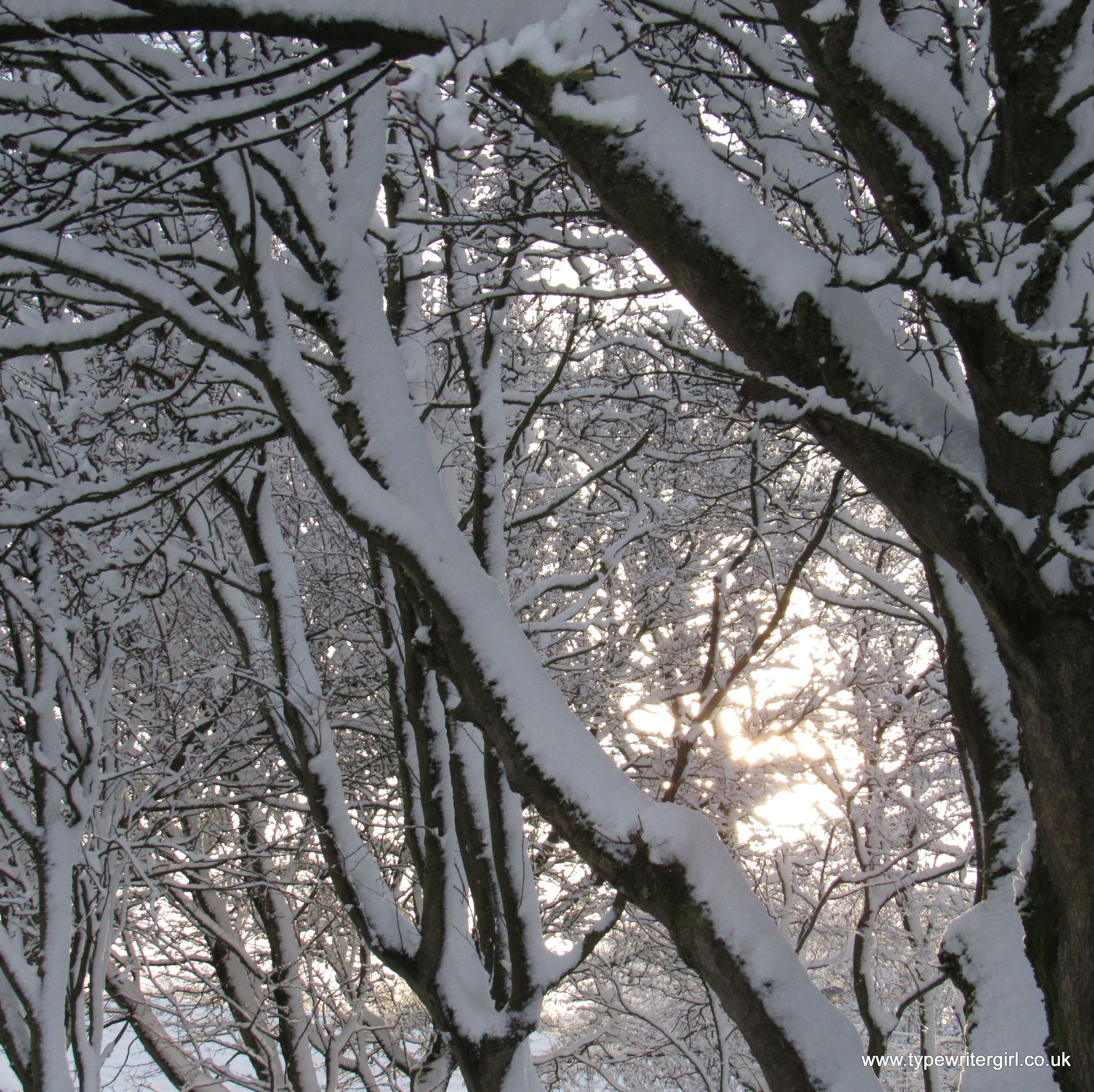 tree branches covered with snow
