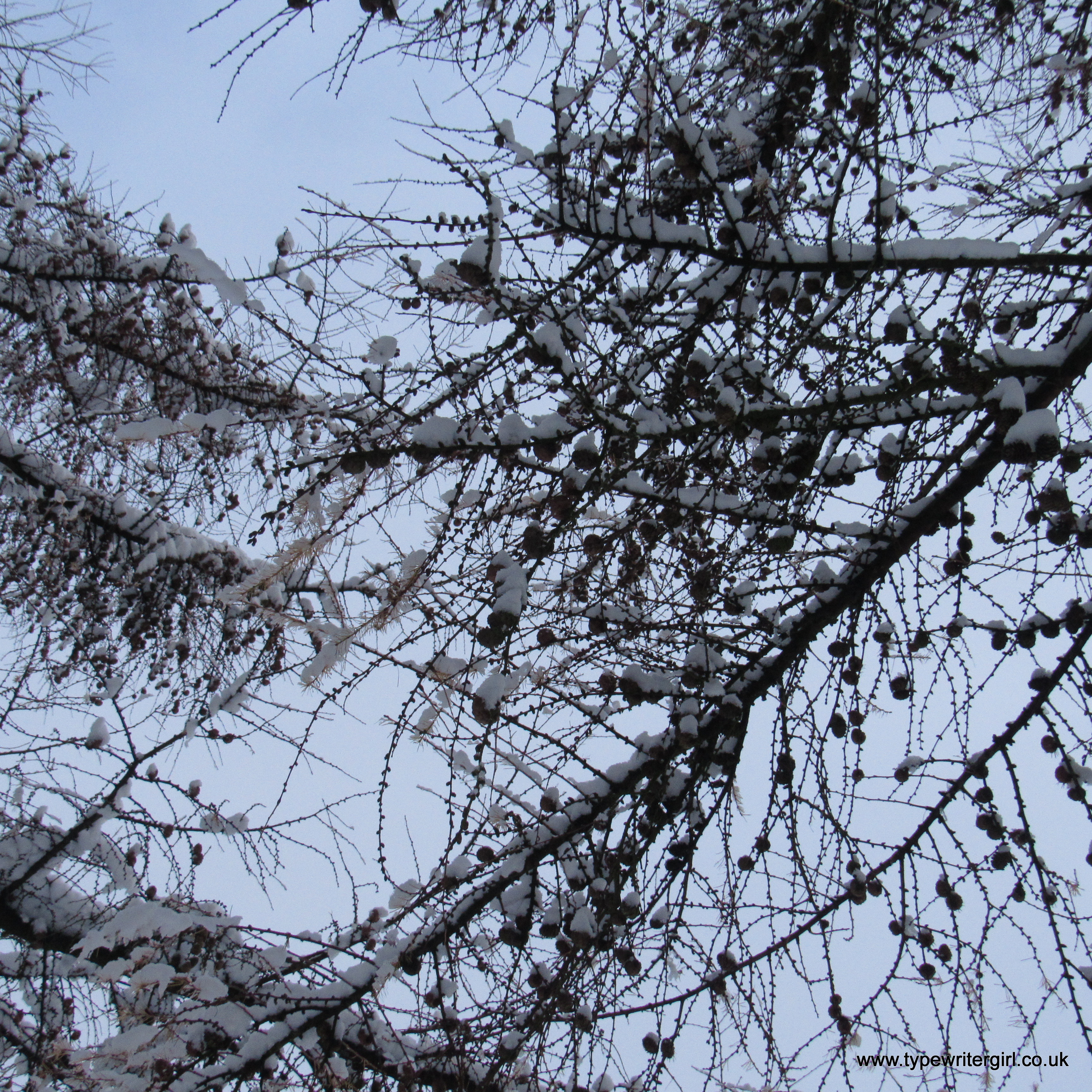pine tree branches covered with snow