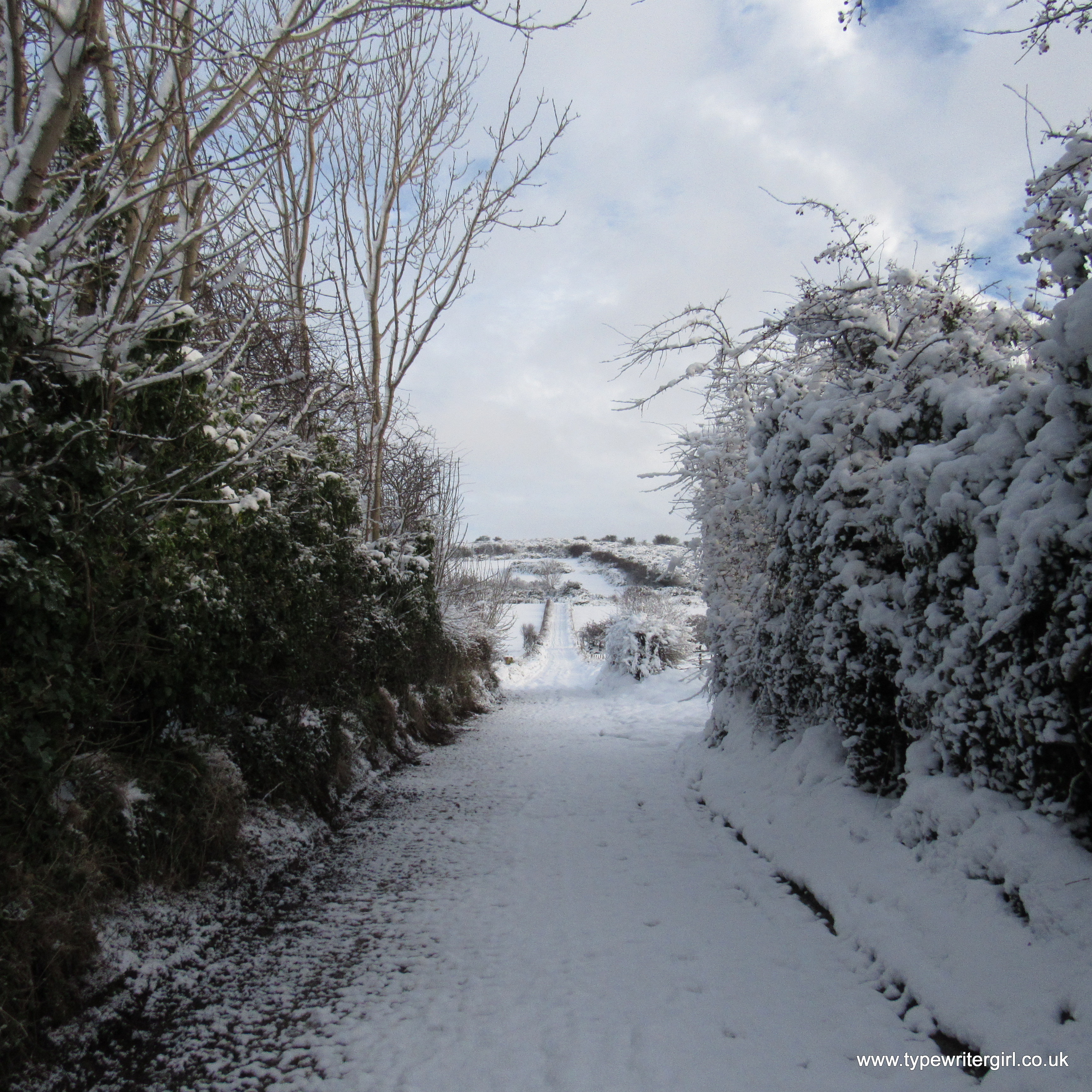 a winter wonderland at Carnmoney Hill