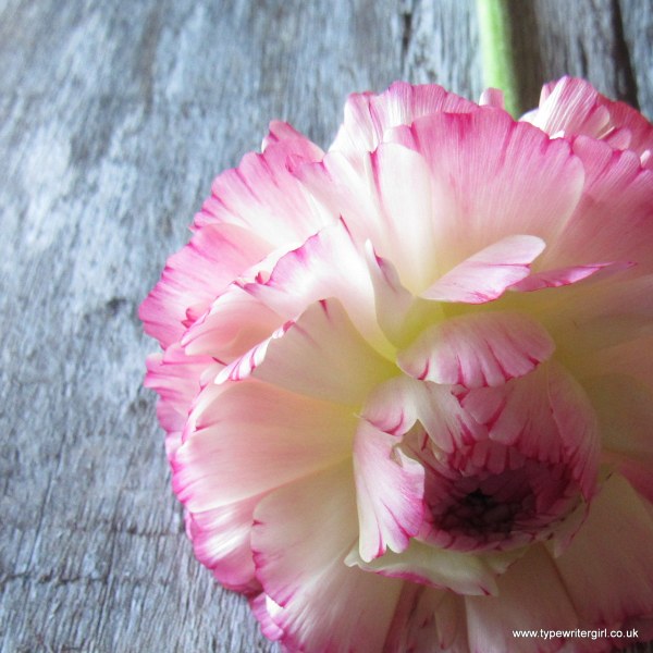 pretty ranunculus flower