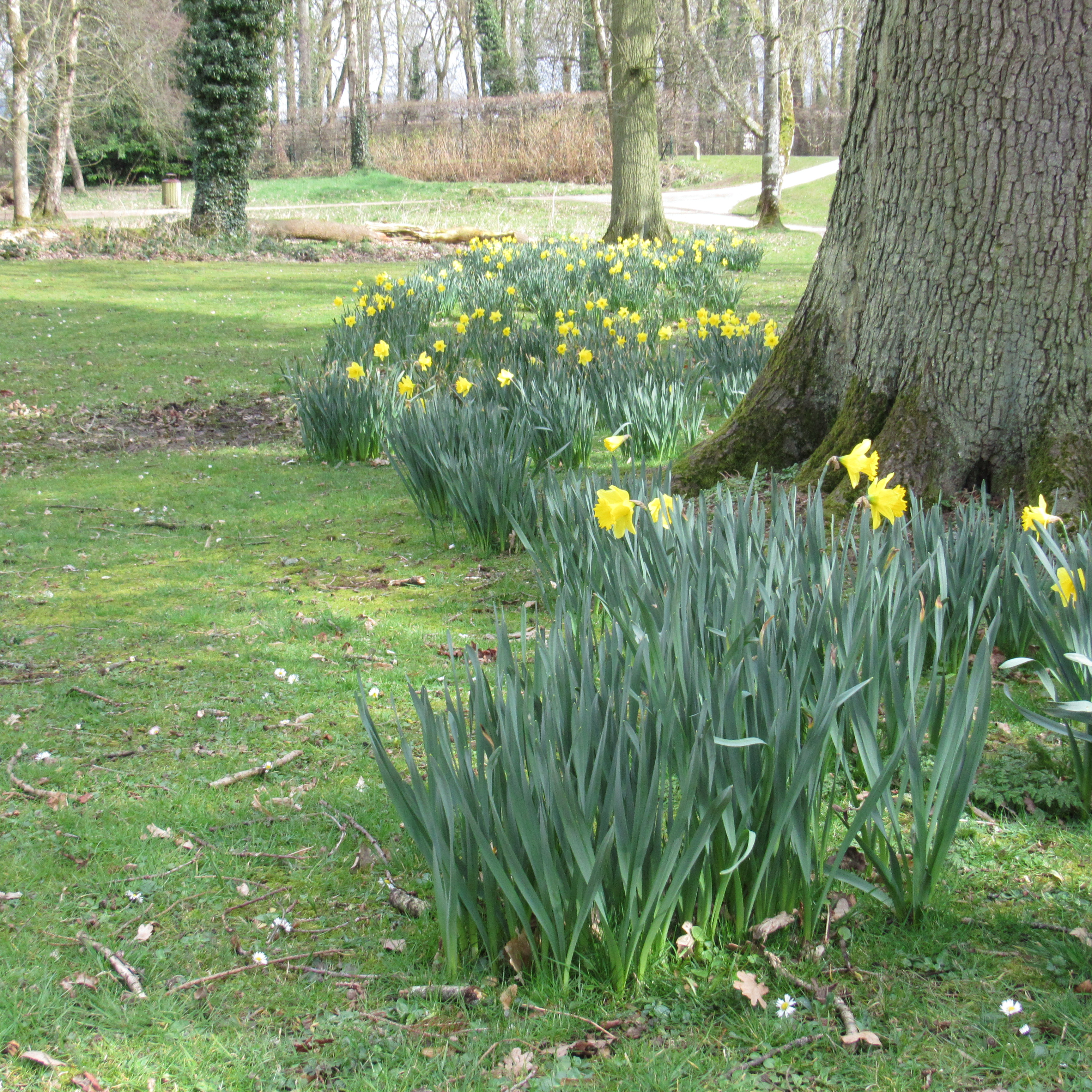 daffodil delight 