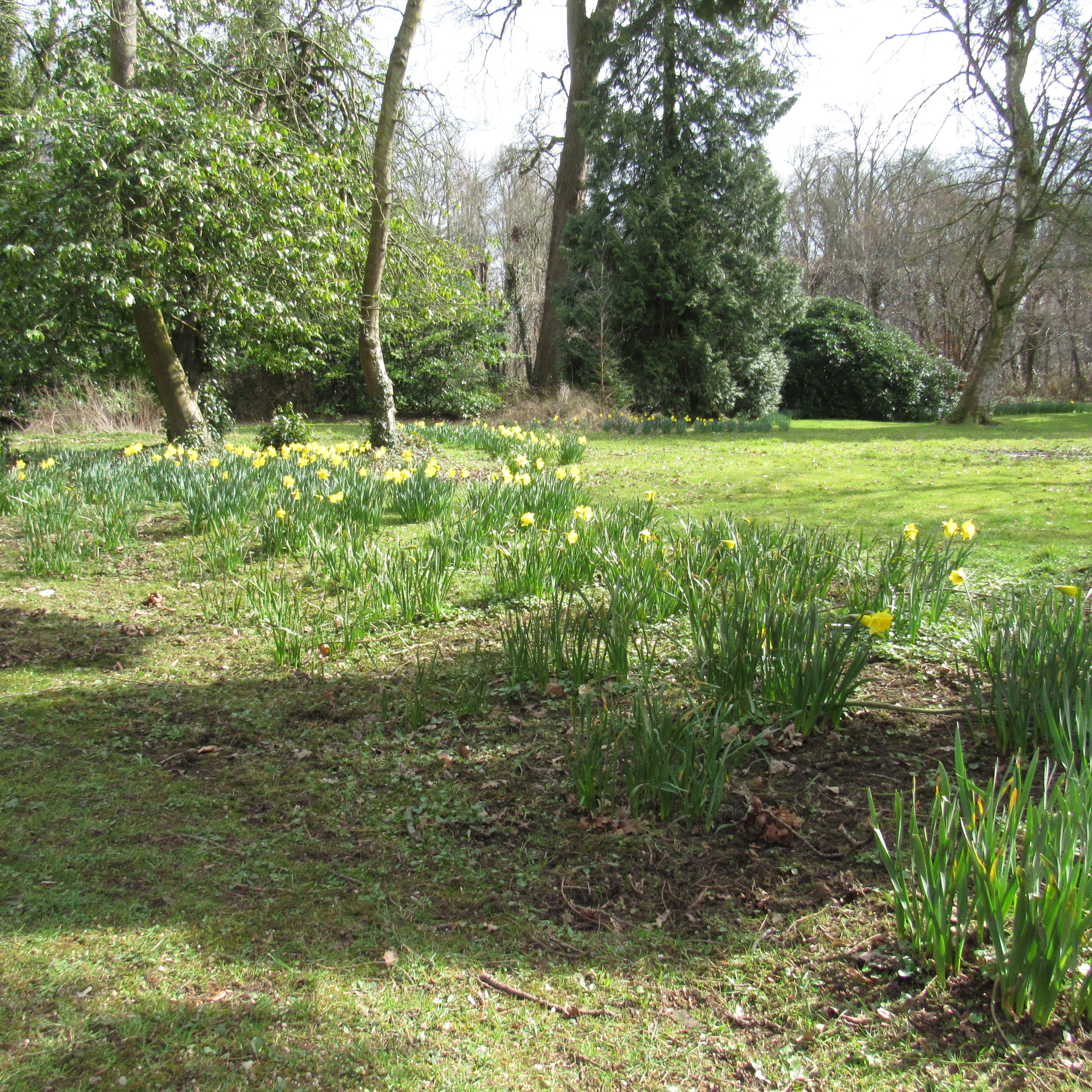 a swathe of daffodils