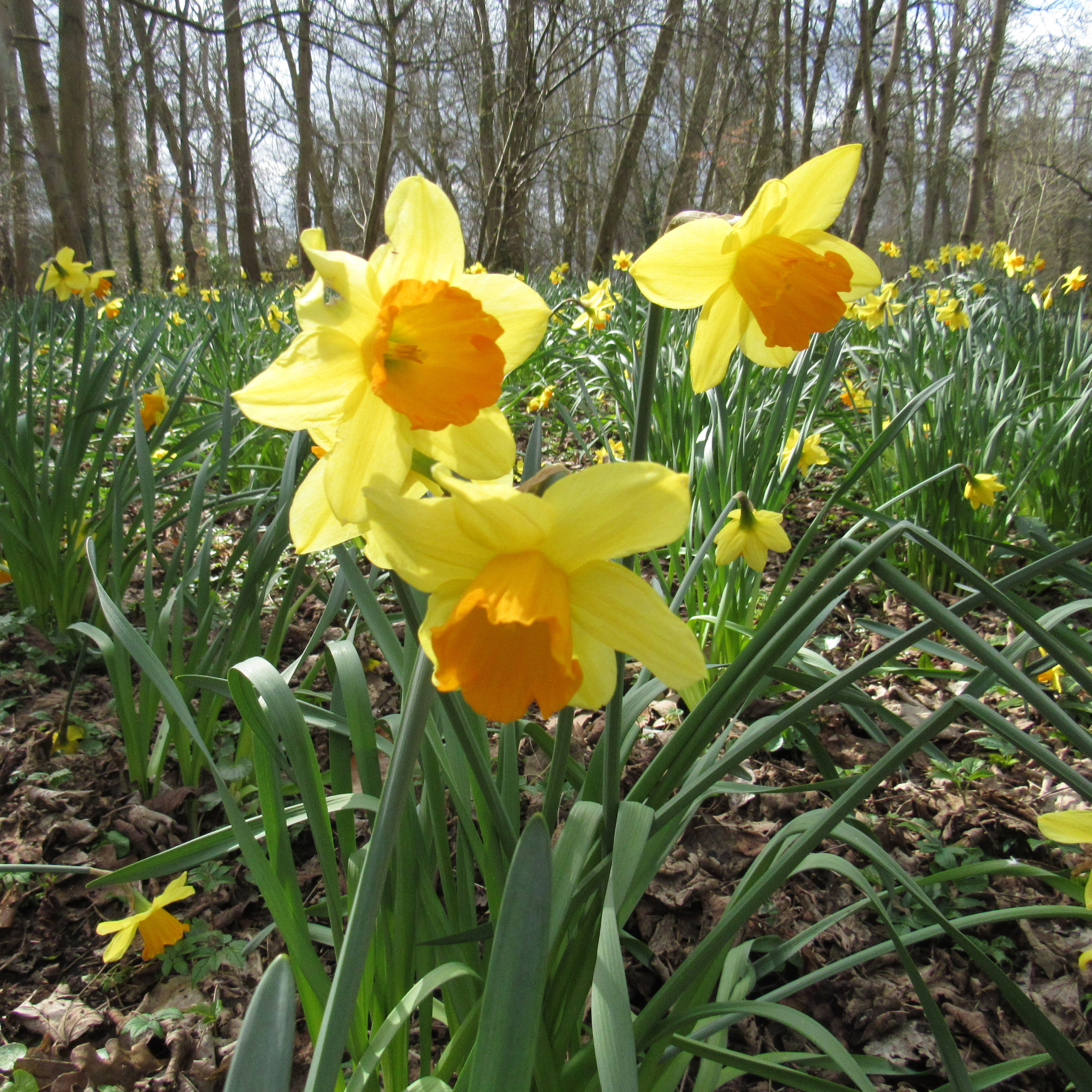 a trio of daffodils