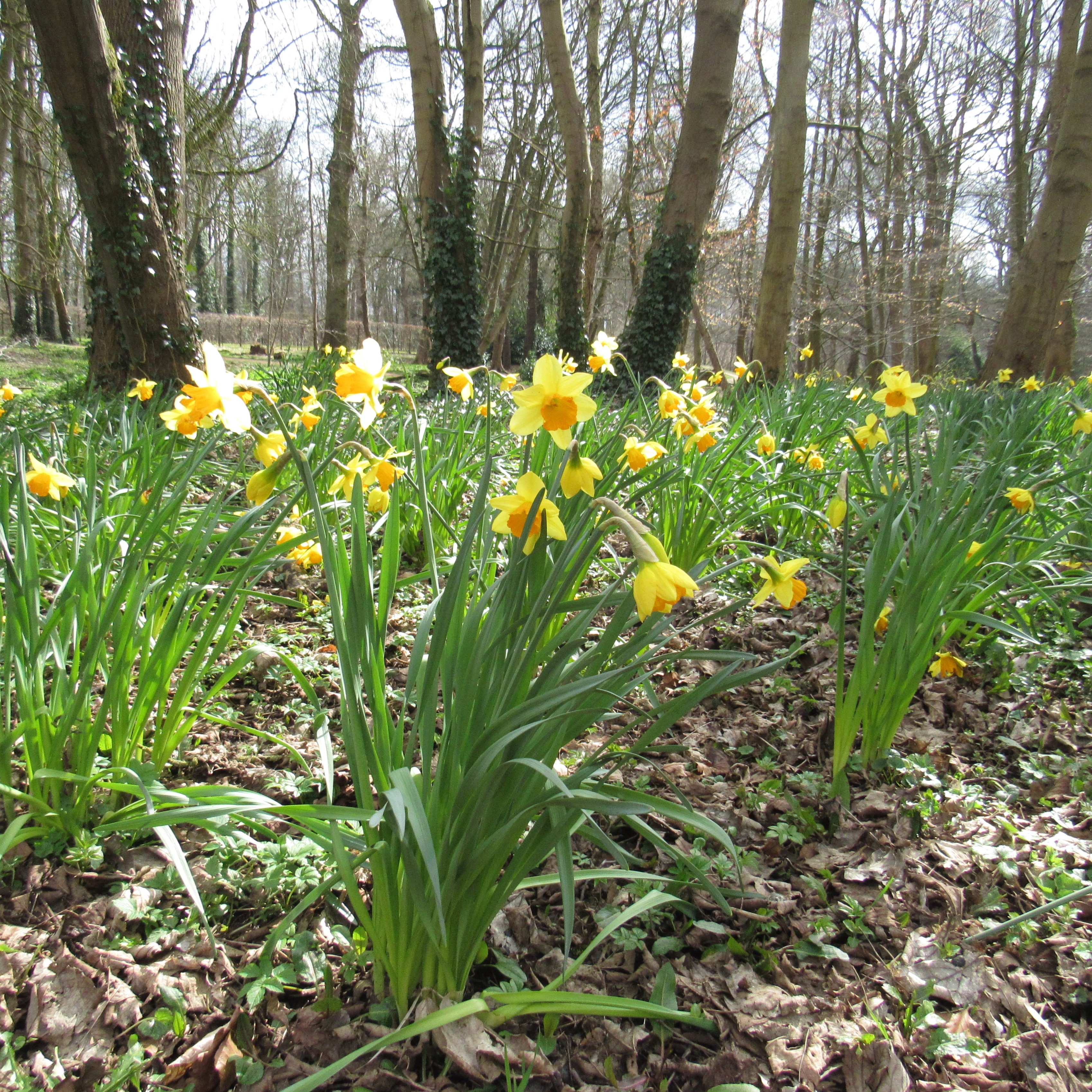 daffodils in the sunlight