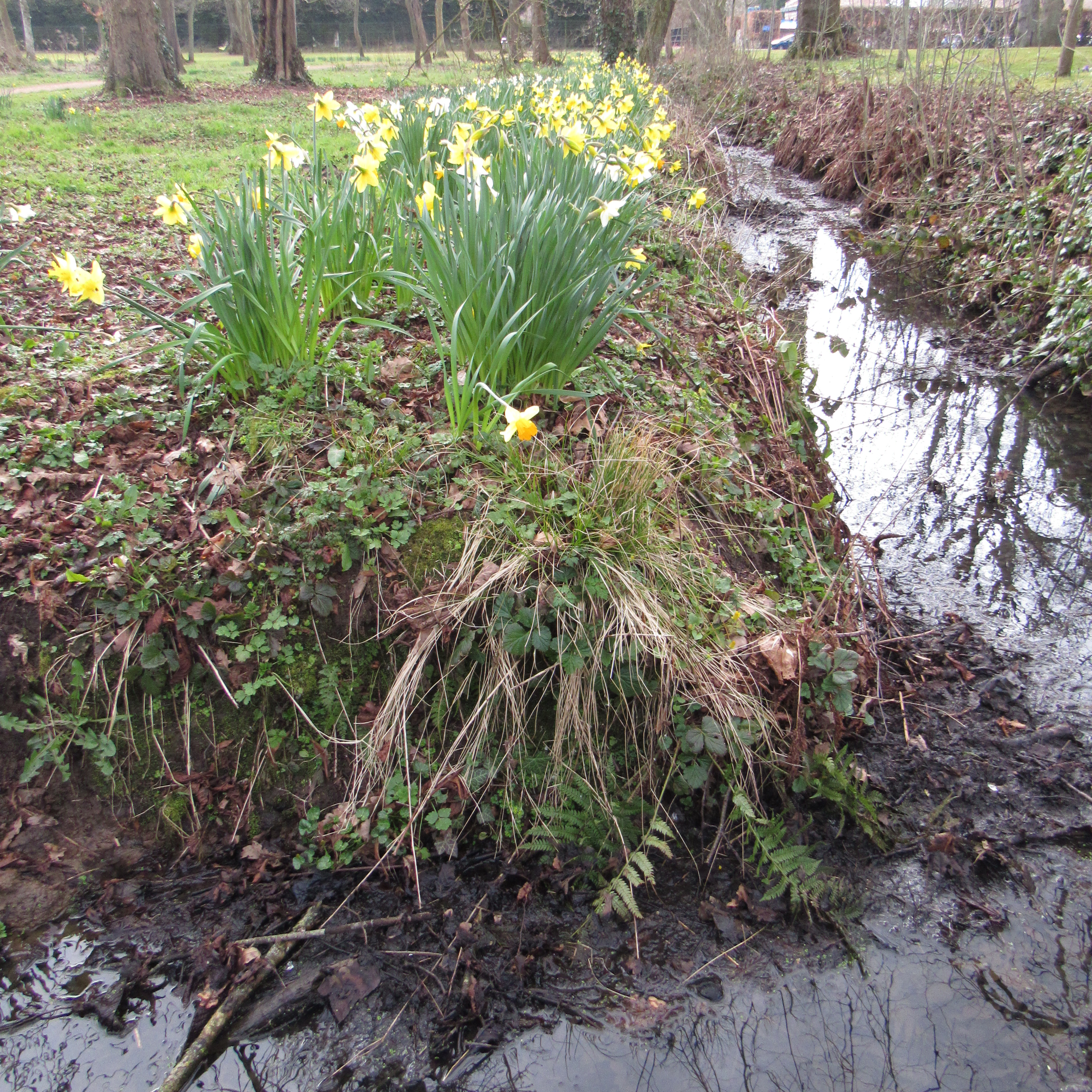 daffodils by water