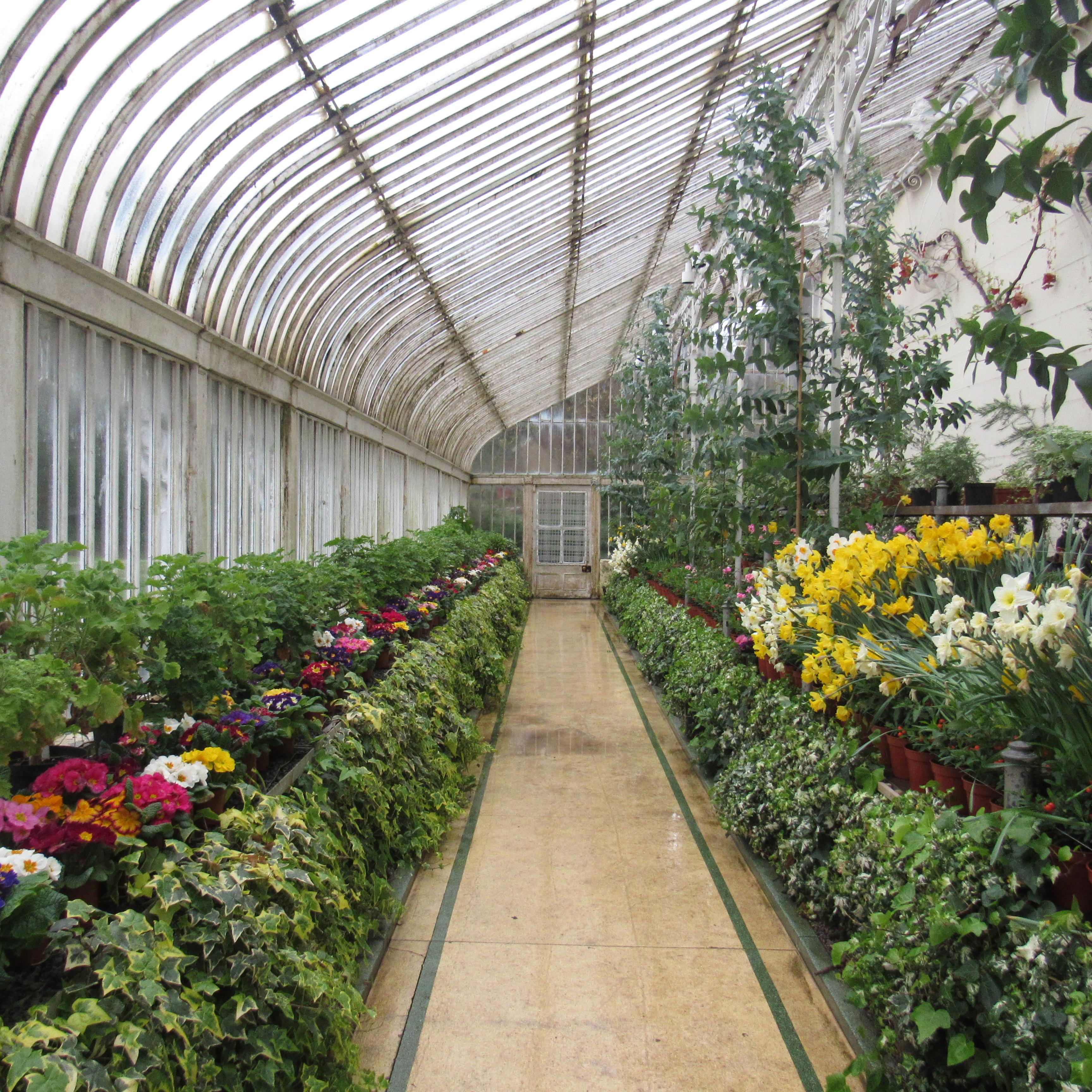 the Palm House at Belfast