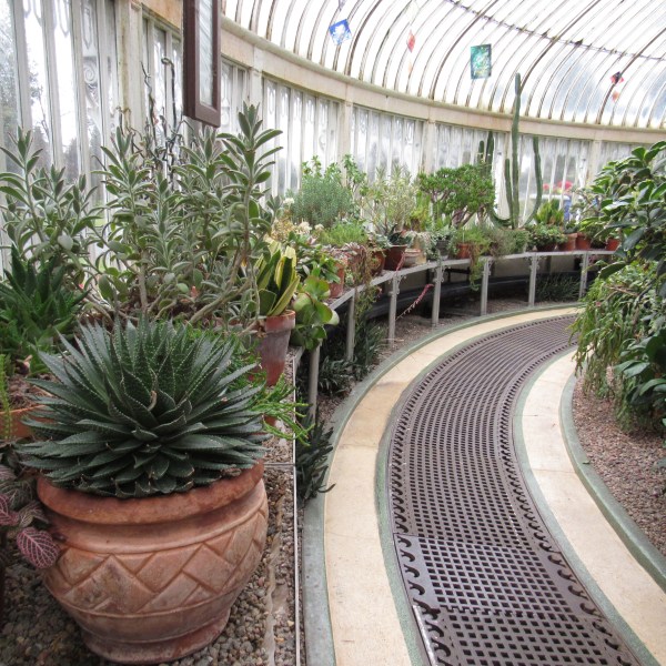 the Palm House Belfast
