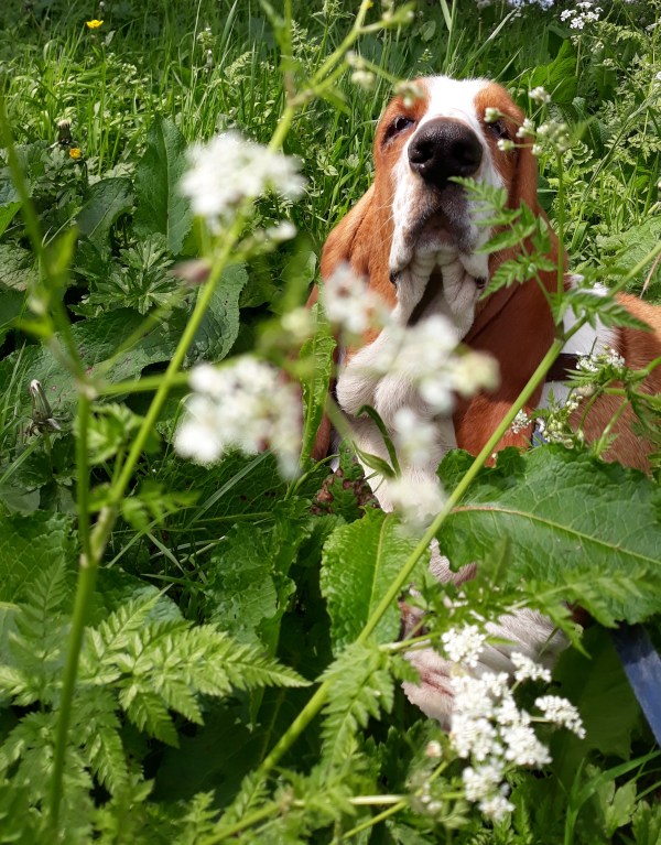 boris and the cow parsley