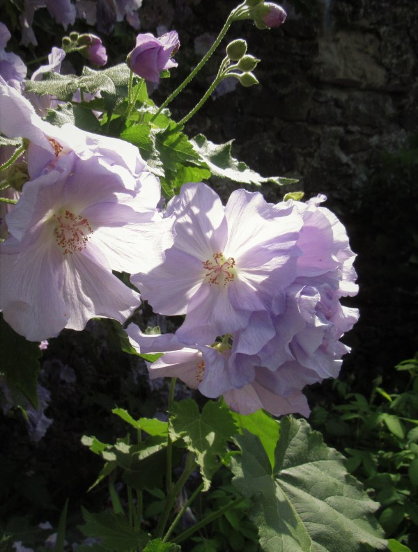 mallow flowers