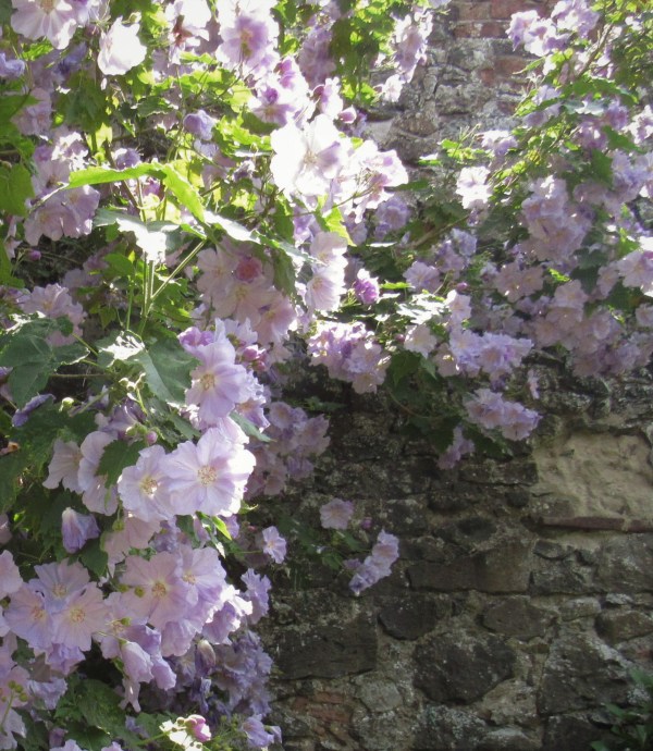 lilac mallow flowers