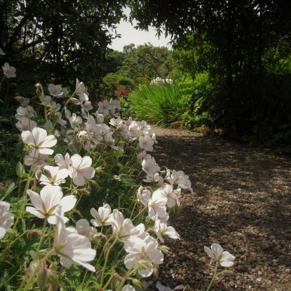 white geraniums in a garden