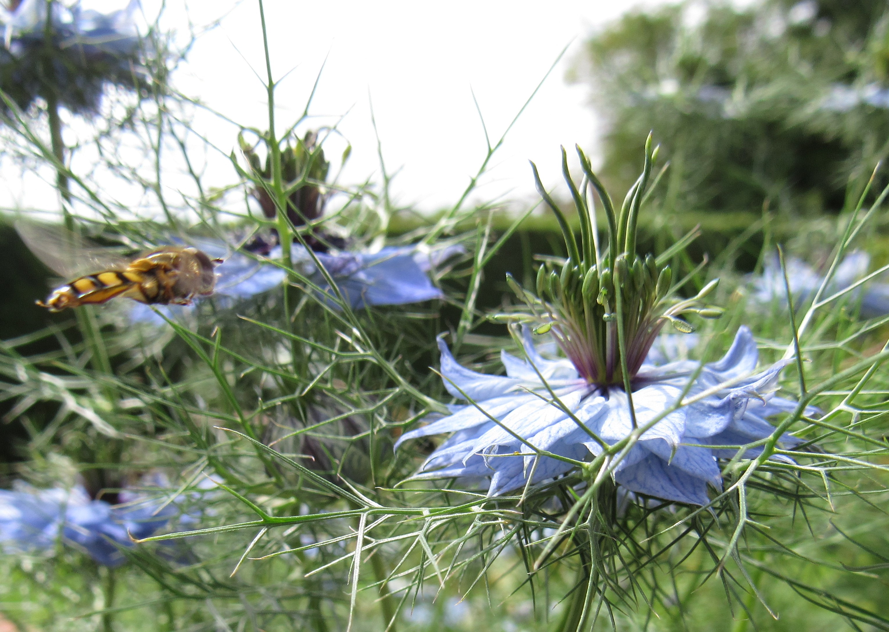 love in a mist 10