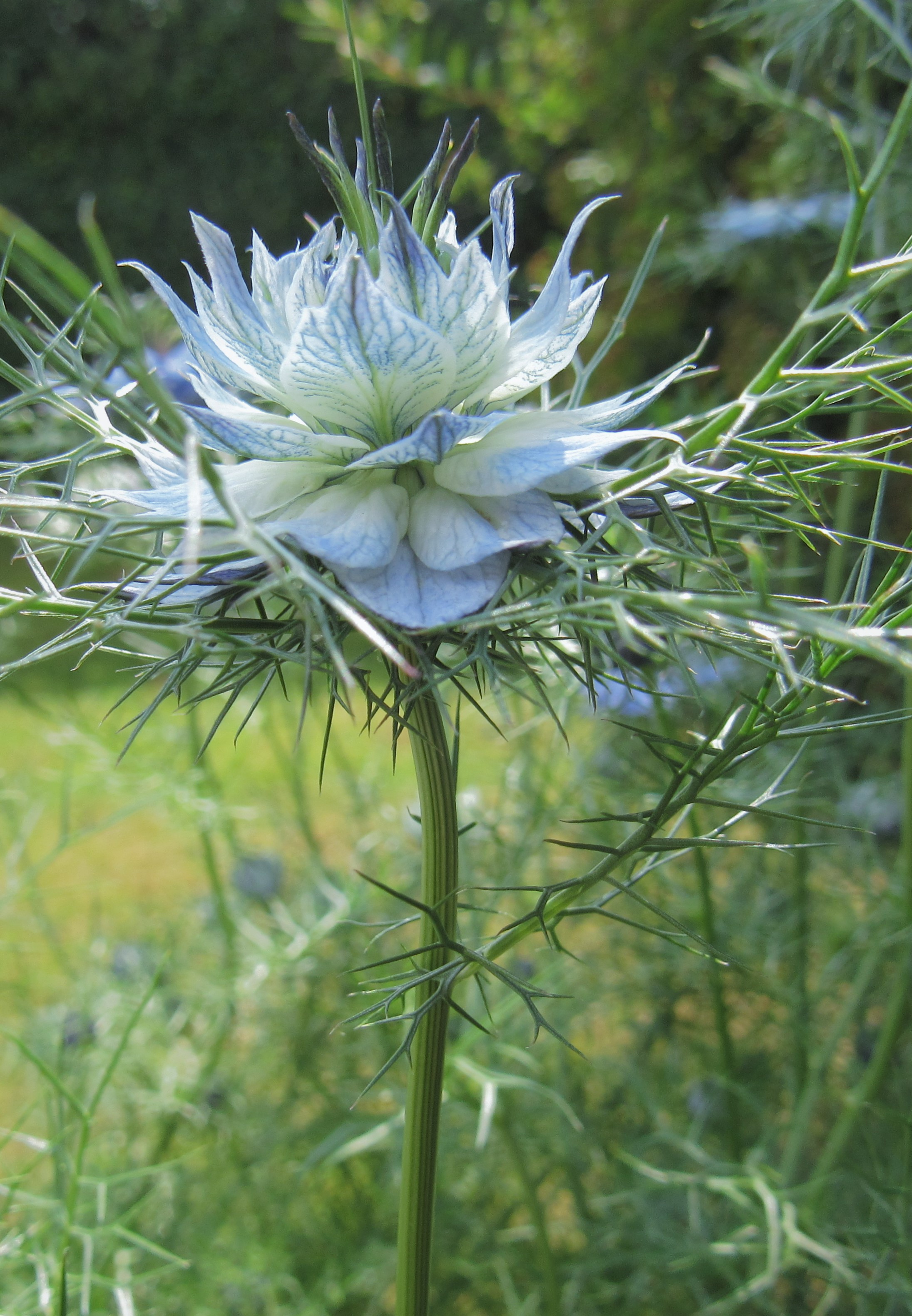 Love in a mist