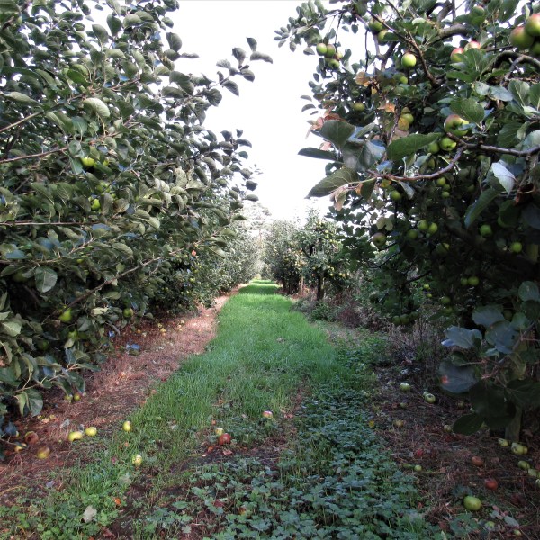 Apple Orchard