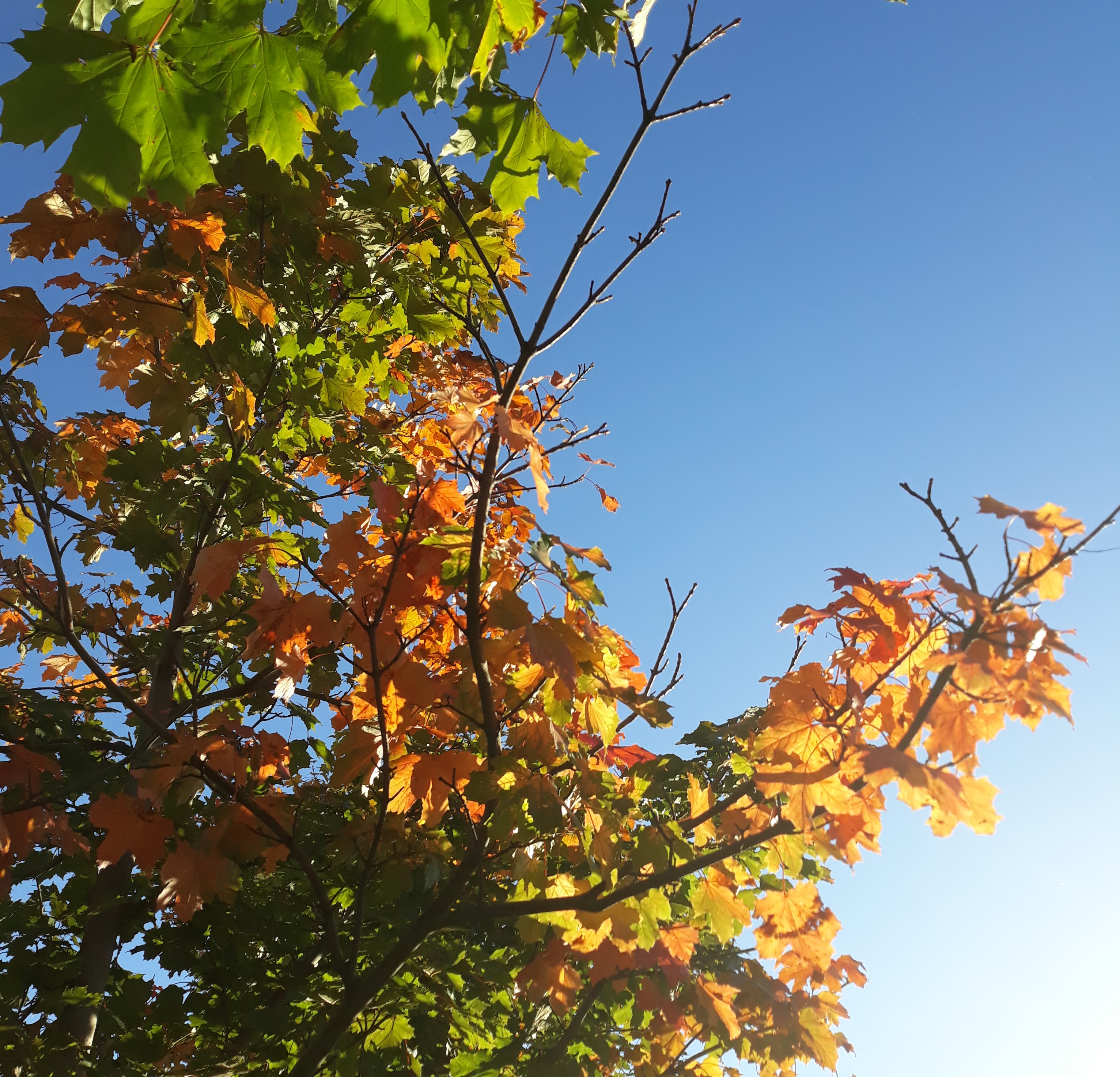 autumn leaves lit up by September light
