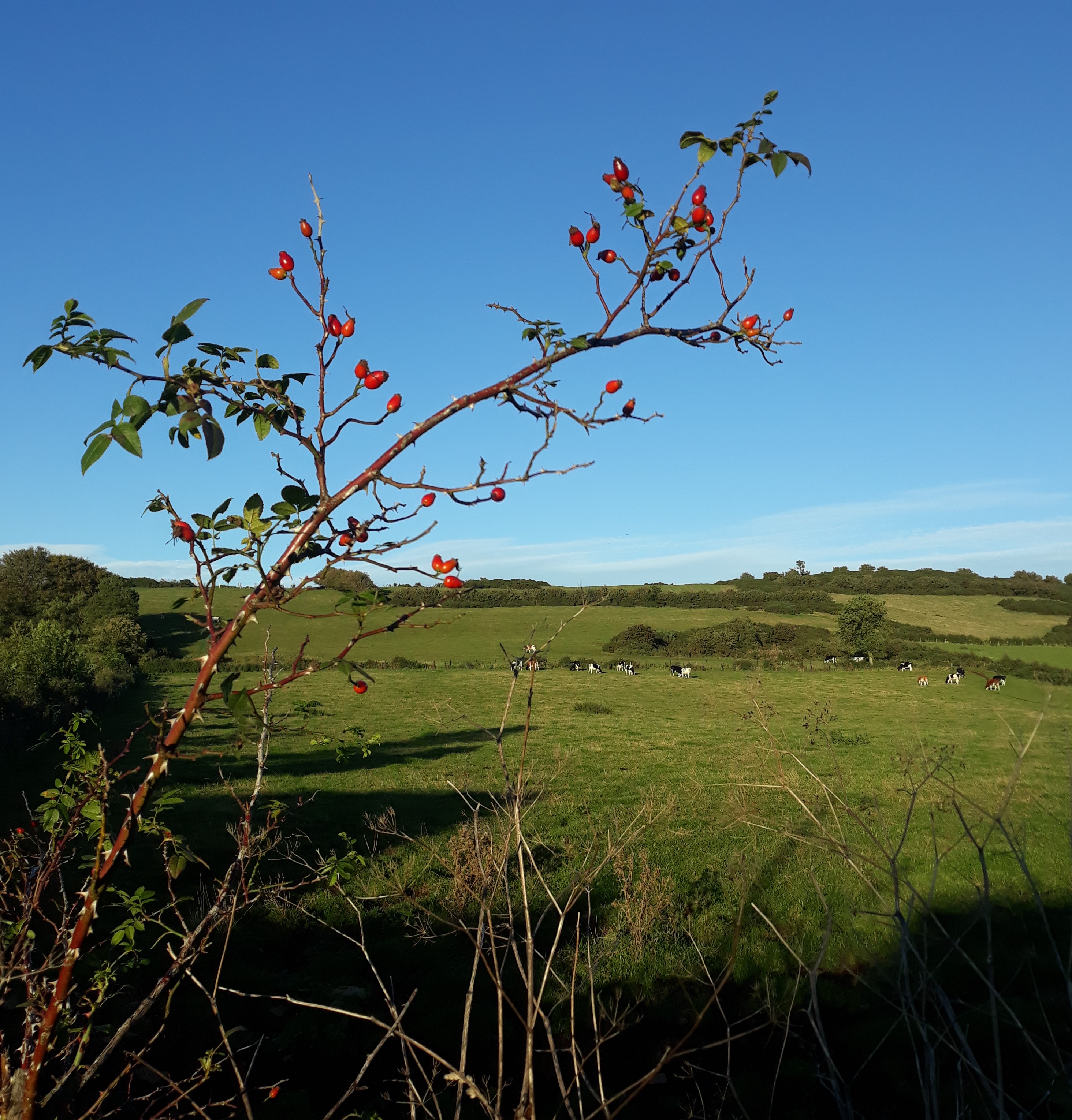 autumn scene