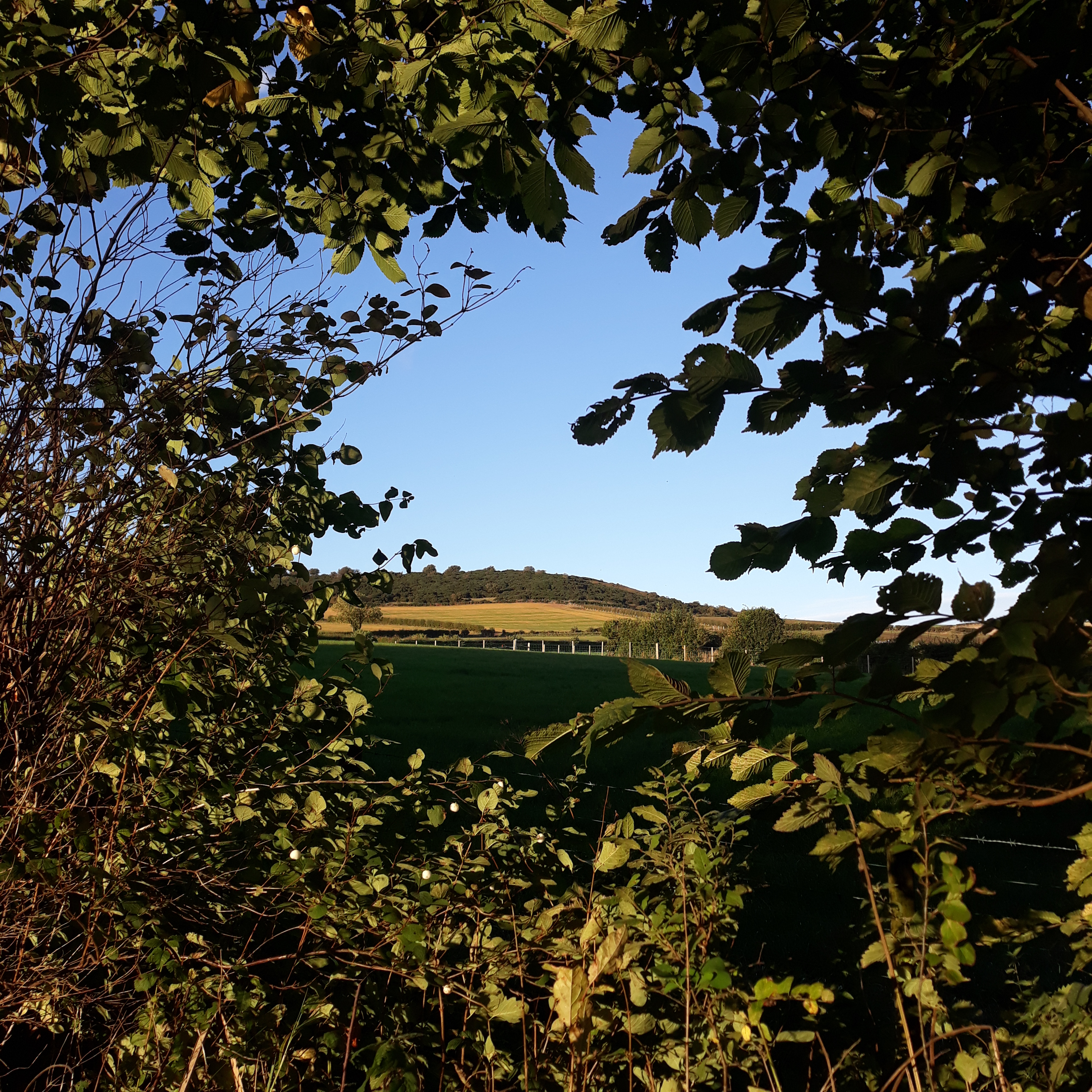Carnmoney Hill in the September sunlight