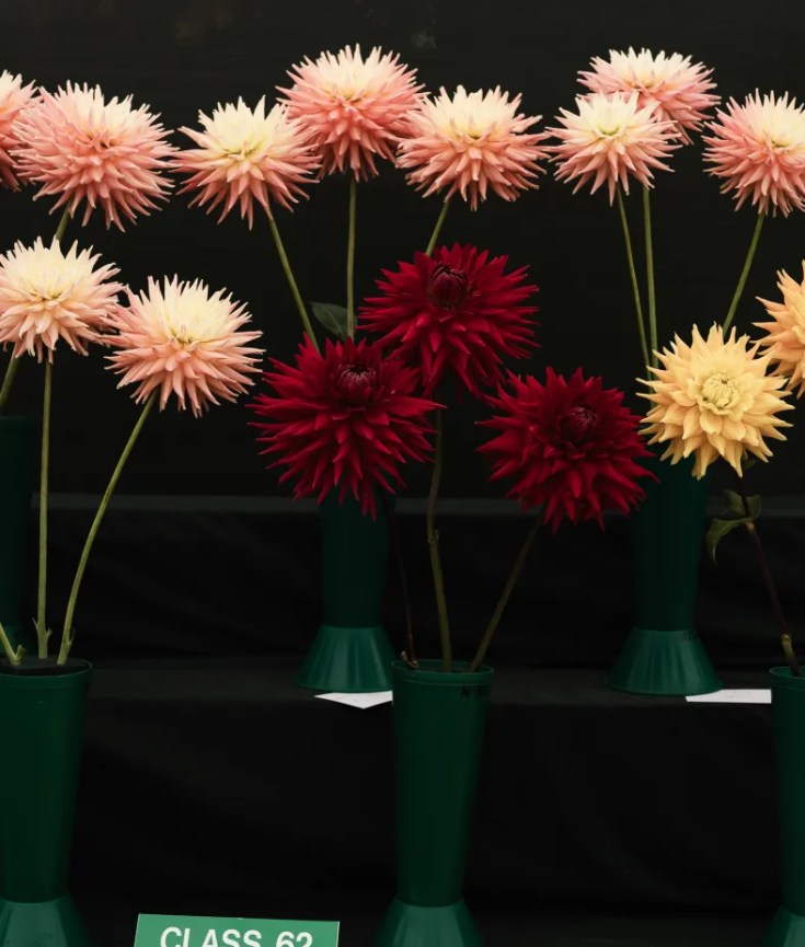 The Autumn Fair at Belfast Botanic Gardens