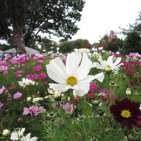 cosmos flowers