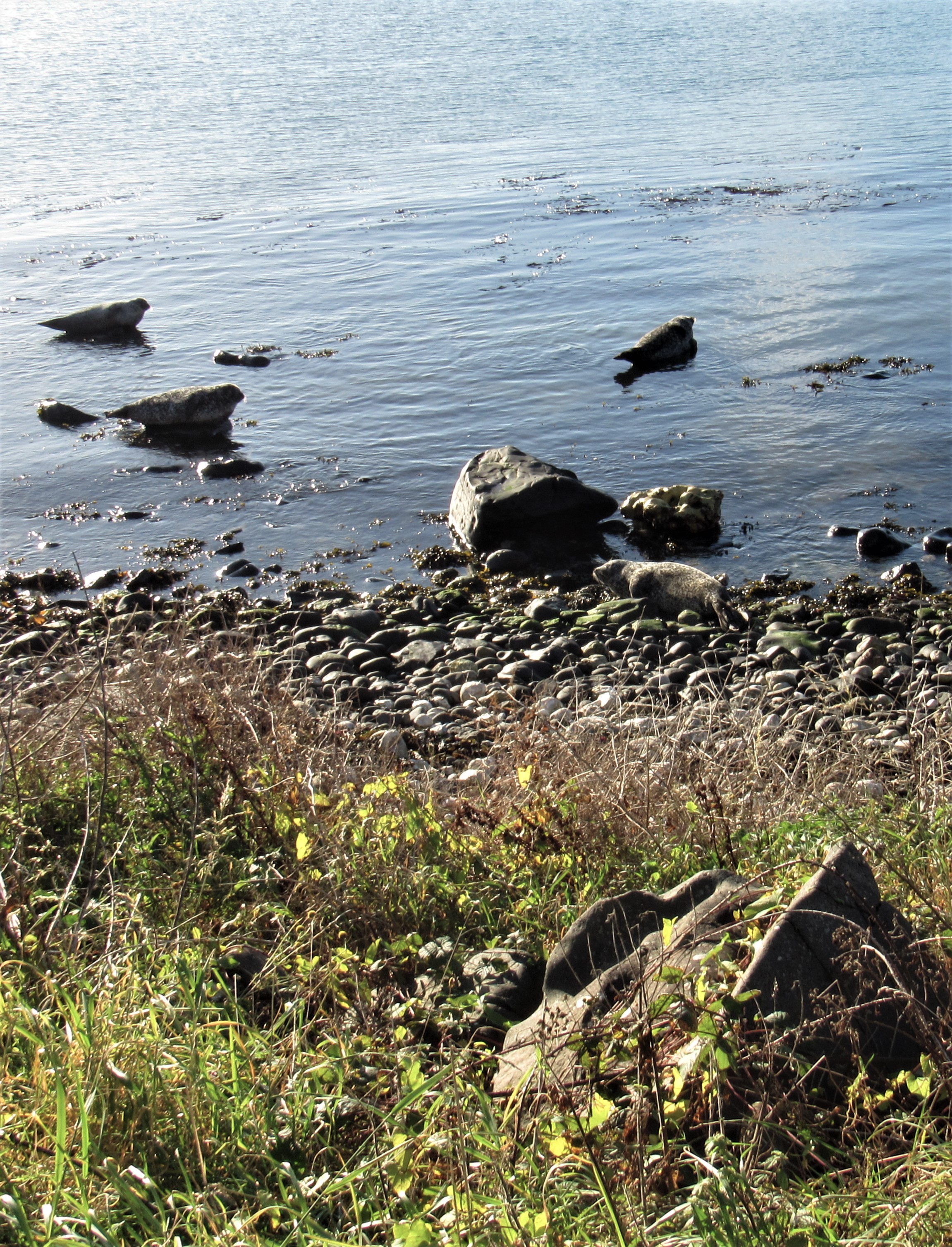 Rathlin Island 16