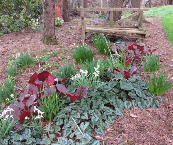 snowdrops, daffodils and bergenia