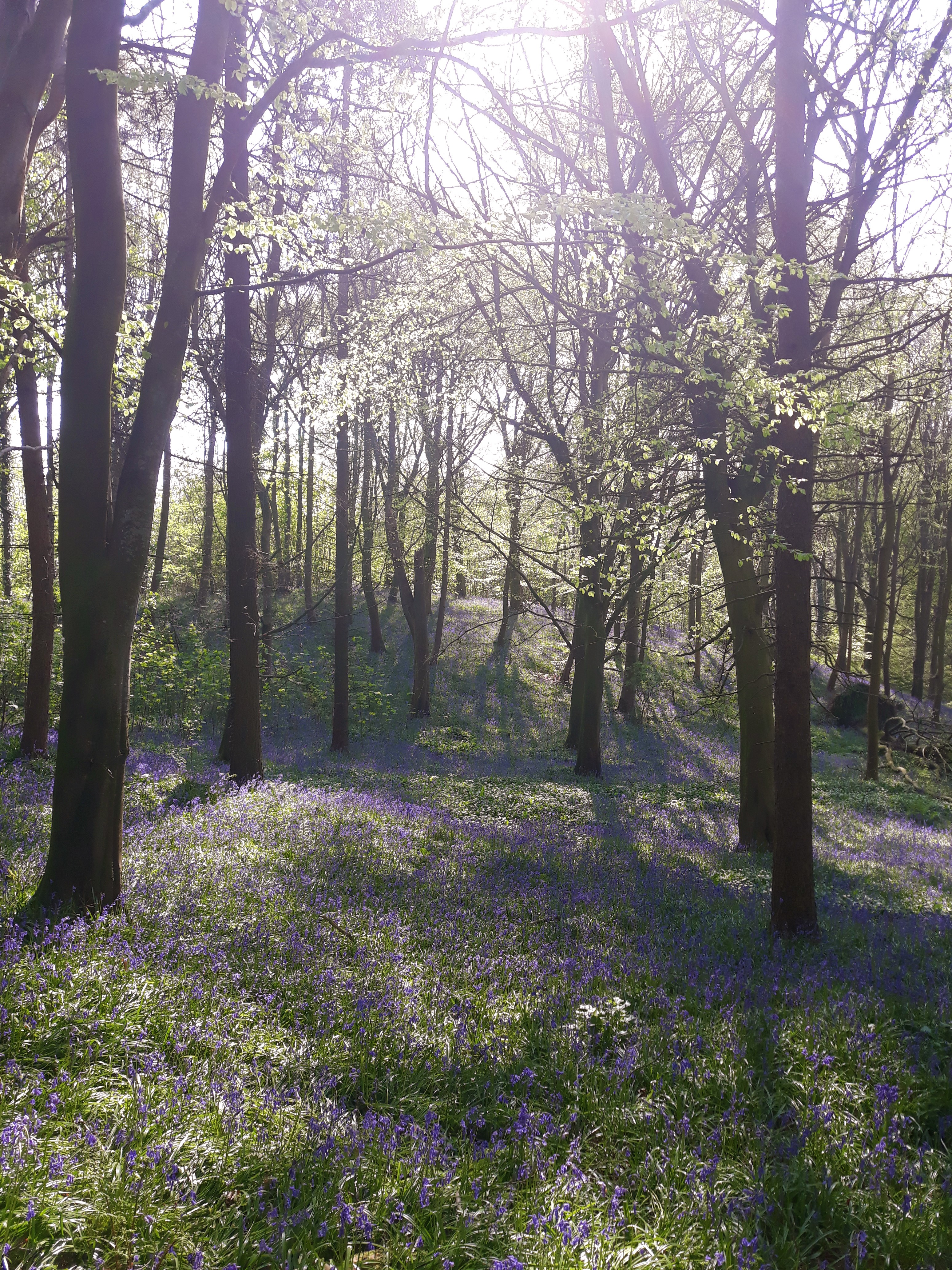 a haze of blue