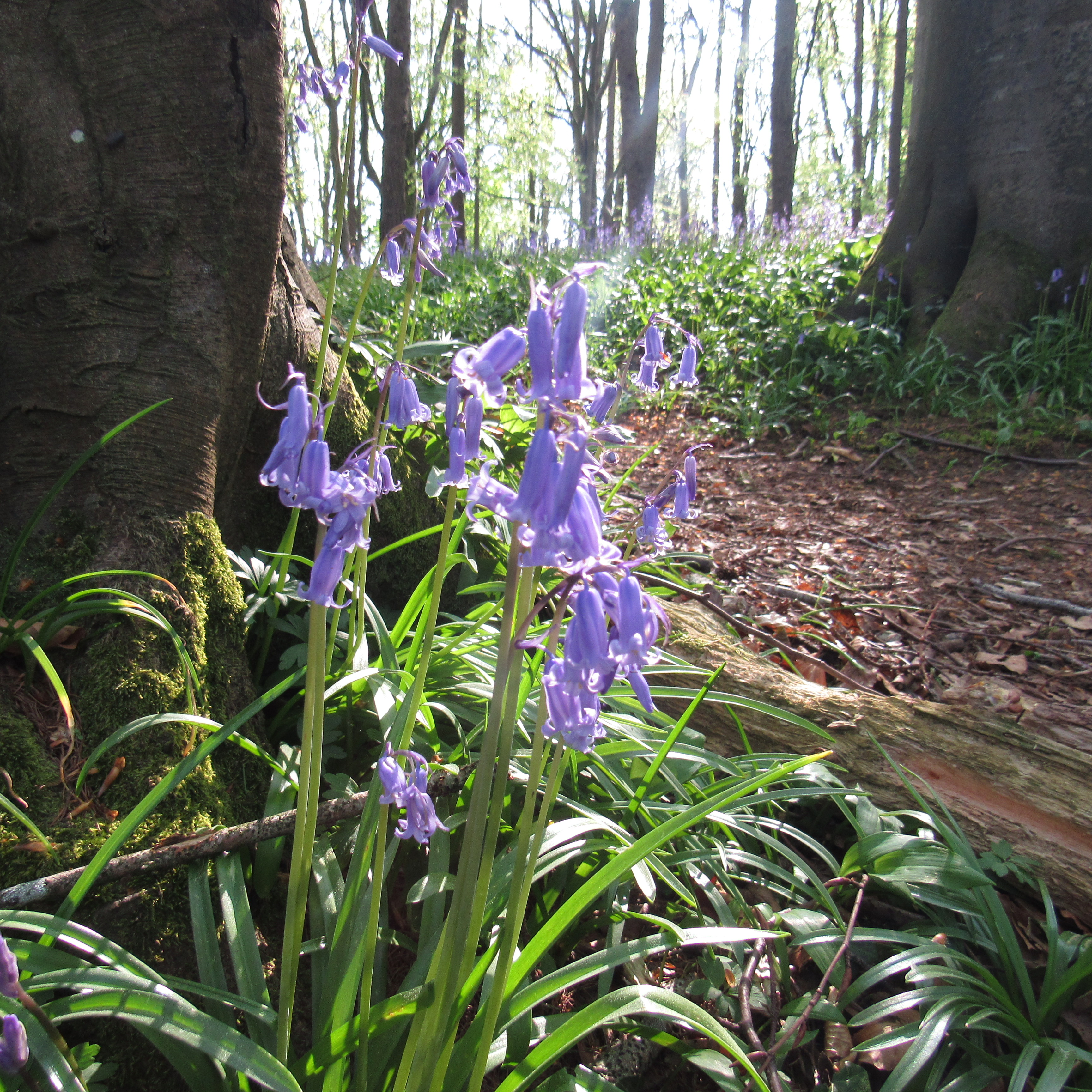 bluebells